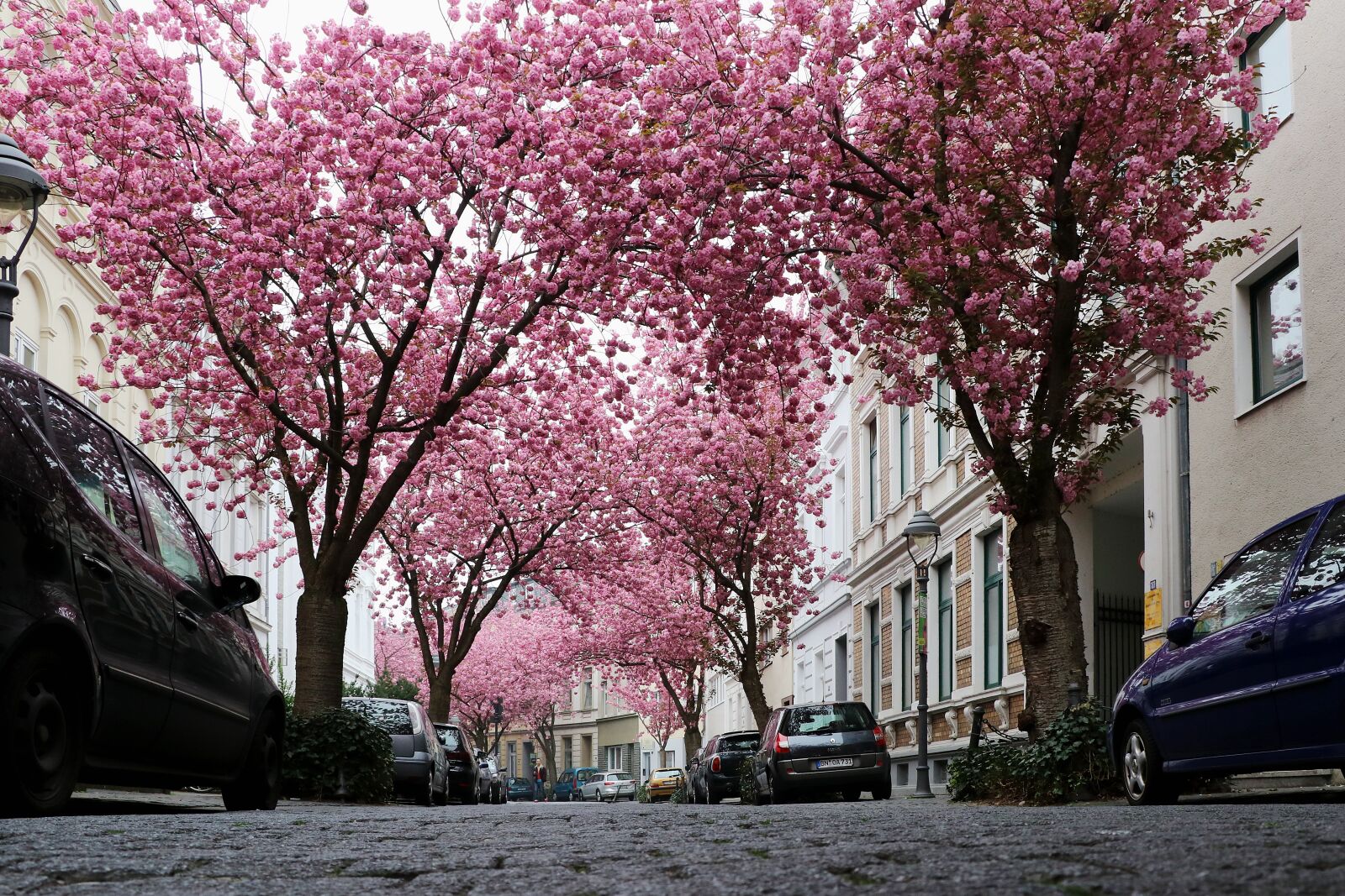 Canon EOS 80D sample photo. Cherry blossom, bonn, pink photography