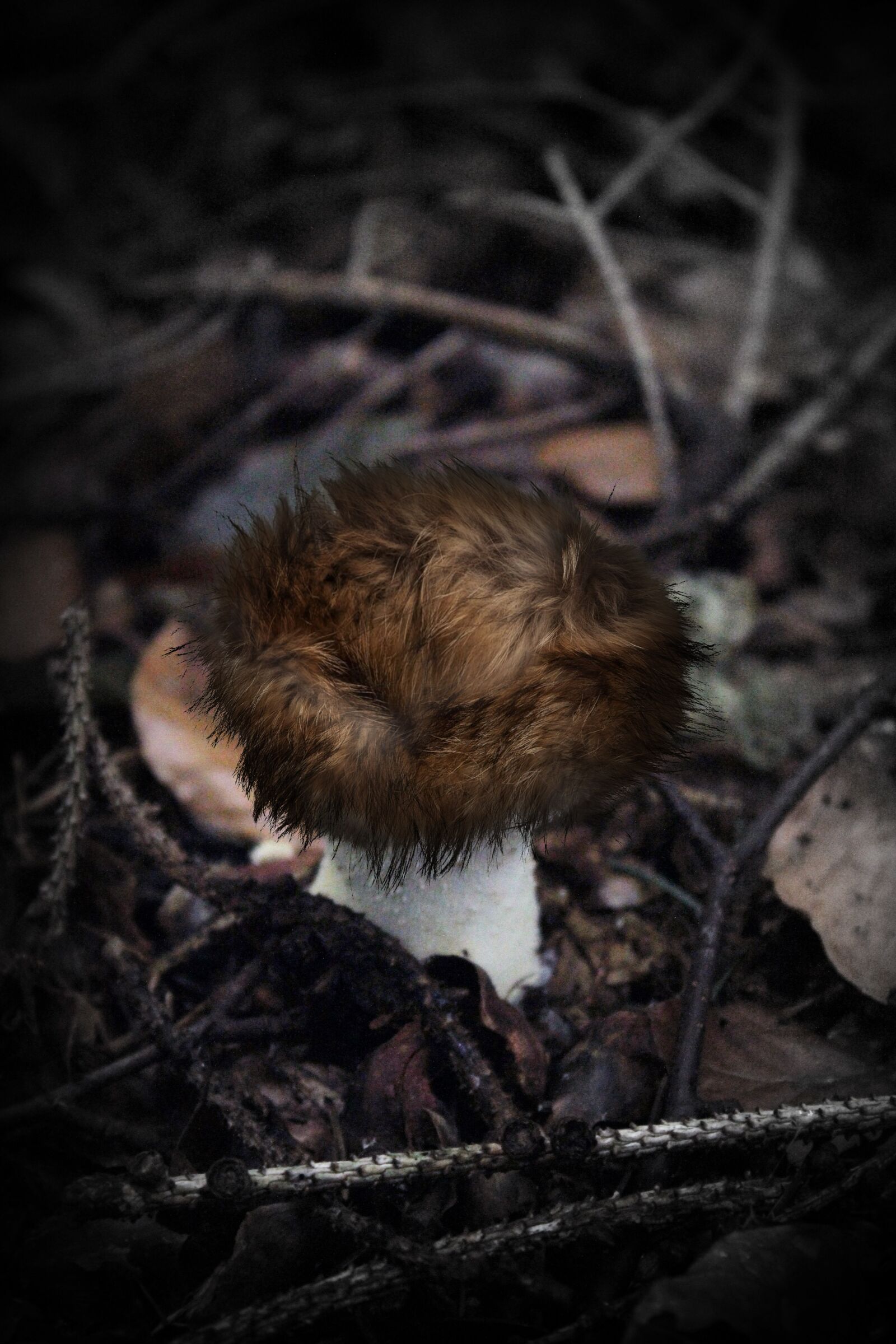 Canon EOS 600D (Rebel EOS T3i / EOS Kiss X5) sample photo. Image manipulation, fur, mushroom photography