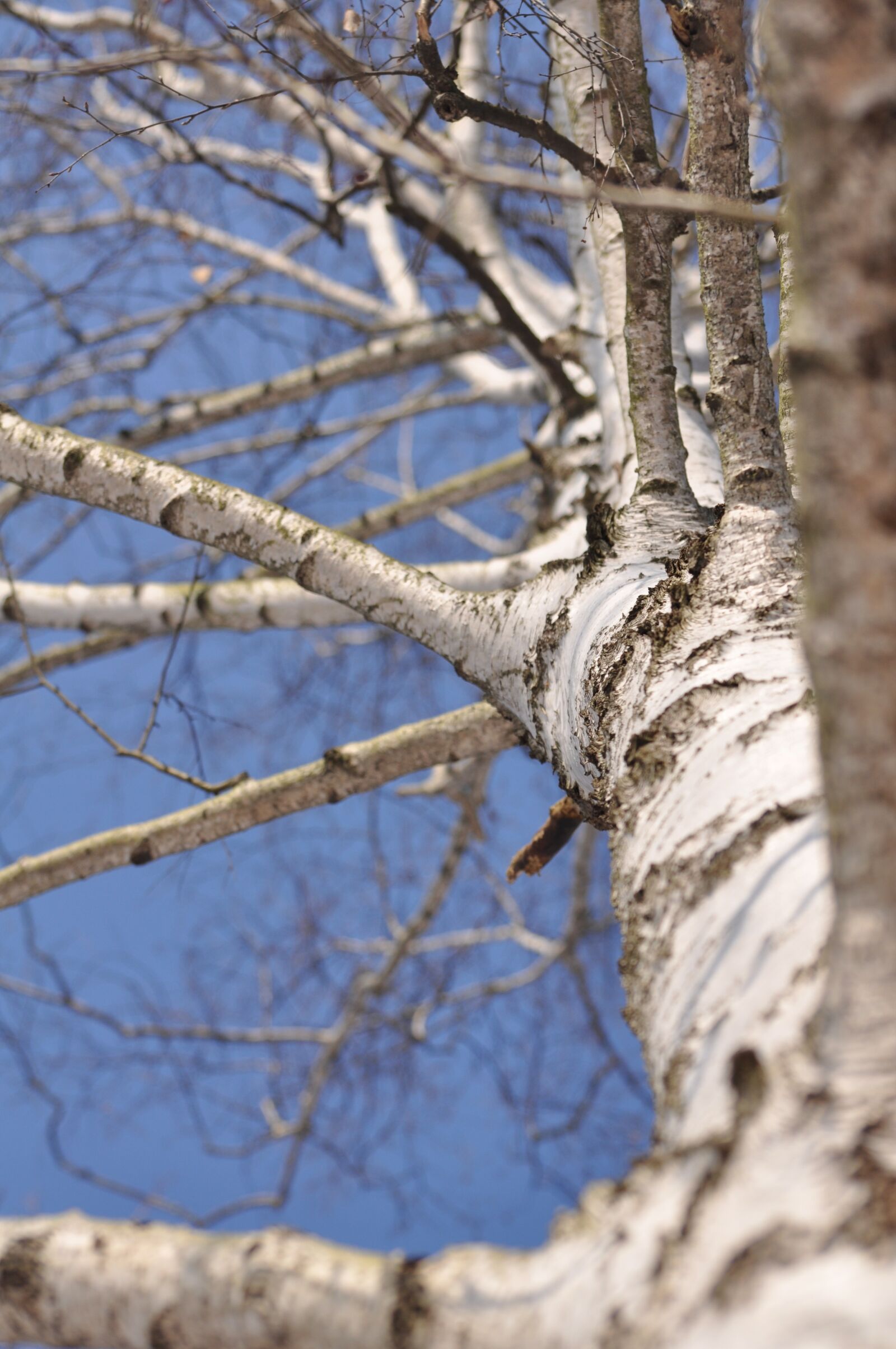 Nikon D90 sample photo. Tree, birch, the bark photography