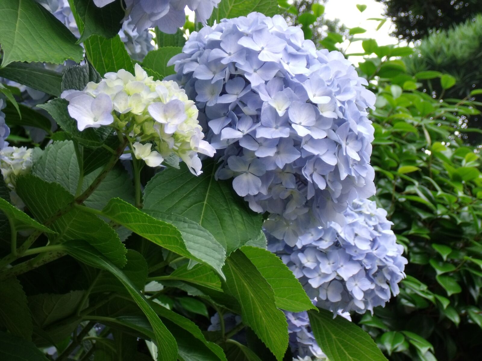 Fujifilm FinePix J250 sample photo. Hydrangea, blue flowers, plant photography