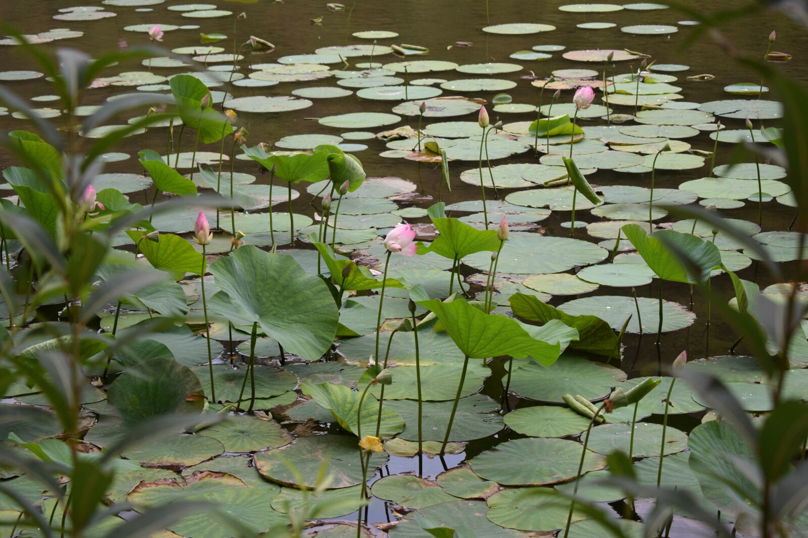 Nikon D5300 sample photo. Flowers, lotus, pond photography
