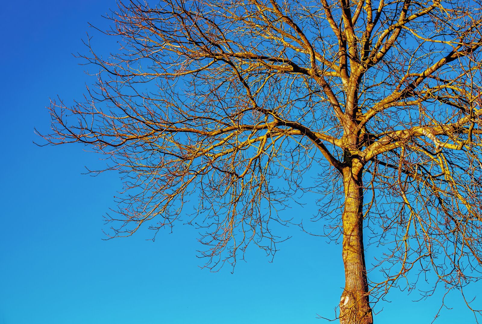 Fujifilm XF 55-200mm F3.5-4.8 R LM OIS sample photo. Tree, nature, wood photography