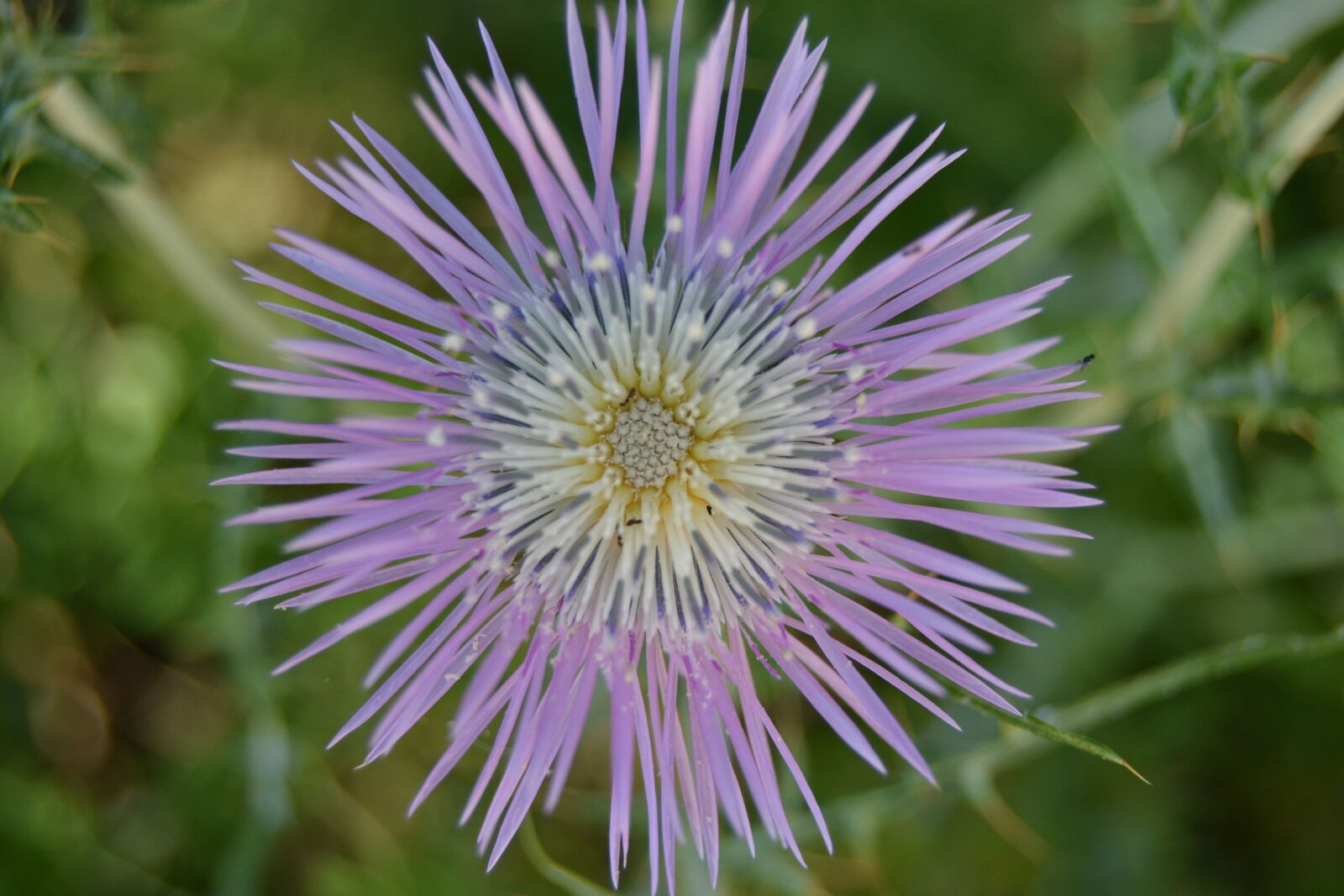 Nikon D3100 sample photo. Flower, violet, spring, 2, wildflower photography