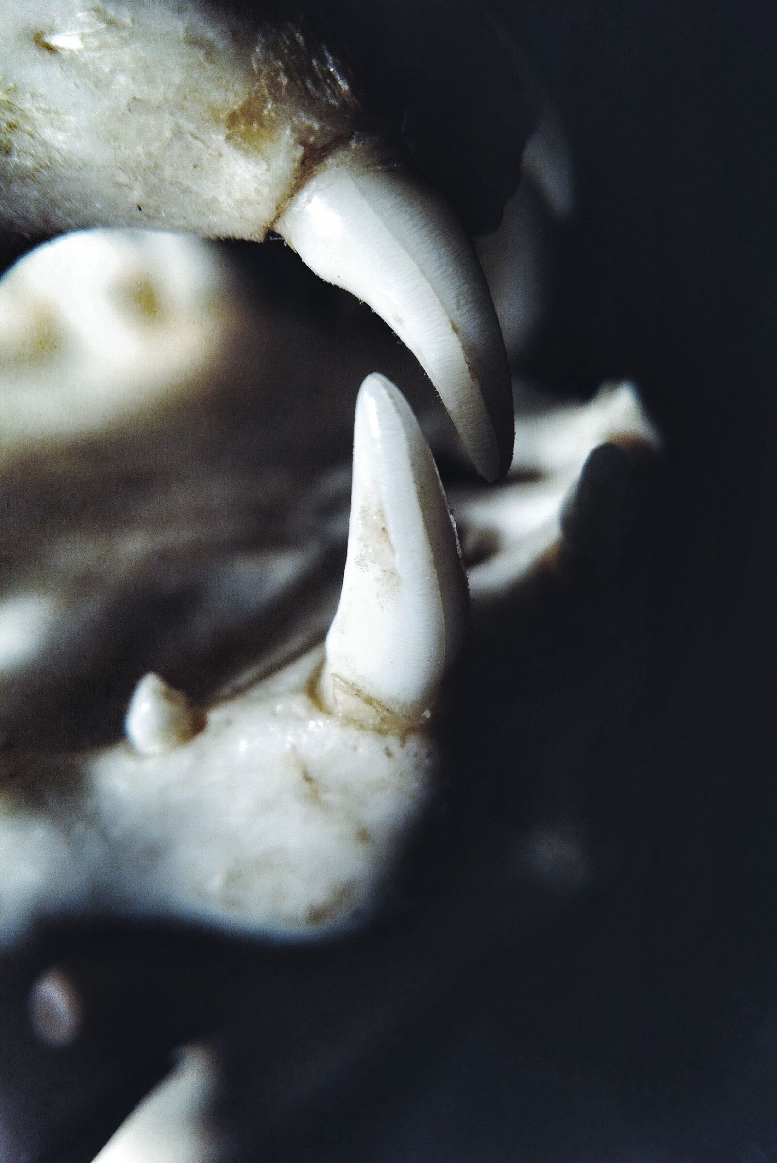 iPhone 4 back camera 3.85mm f/2.8 sample photo. Teeth, tooth, skull photography