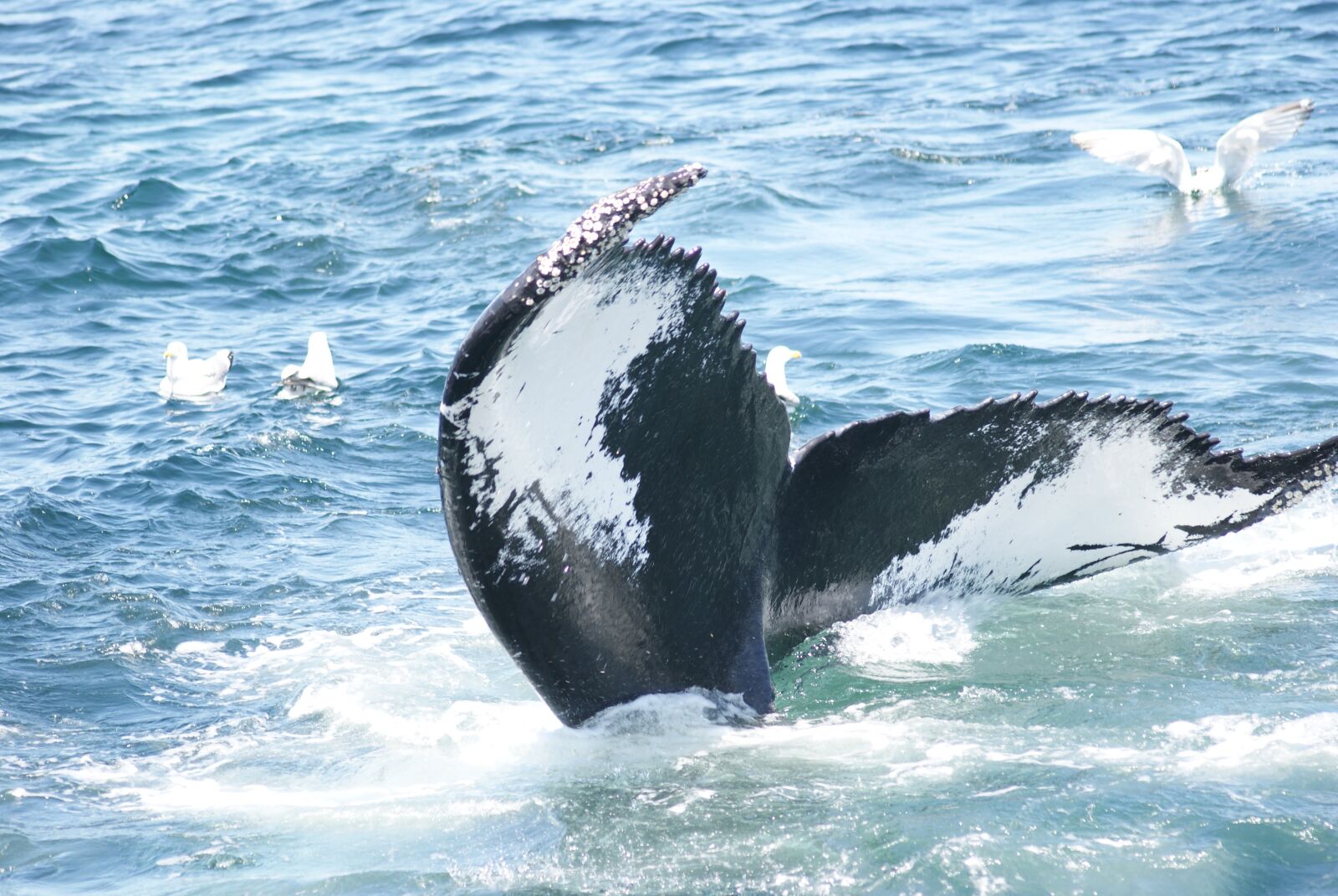 Sony Alpha DSLR-A230 sample photo. Humpback, whale, tail photography