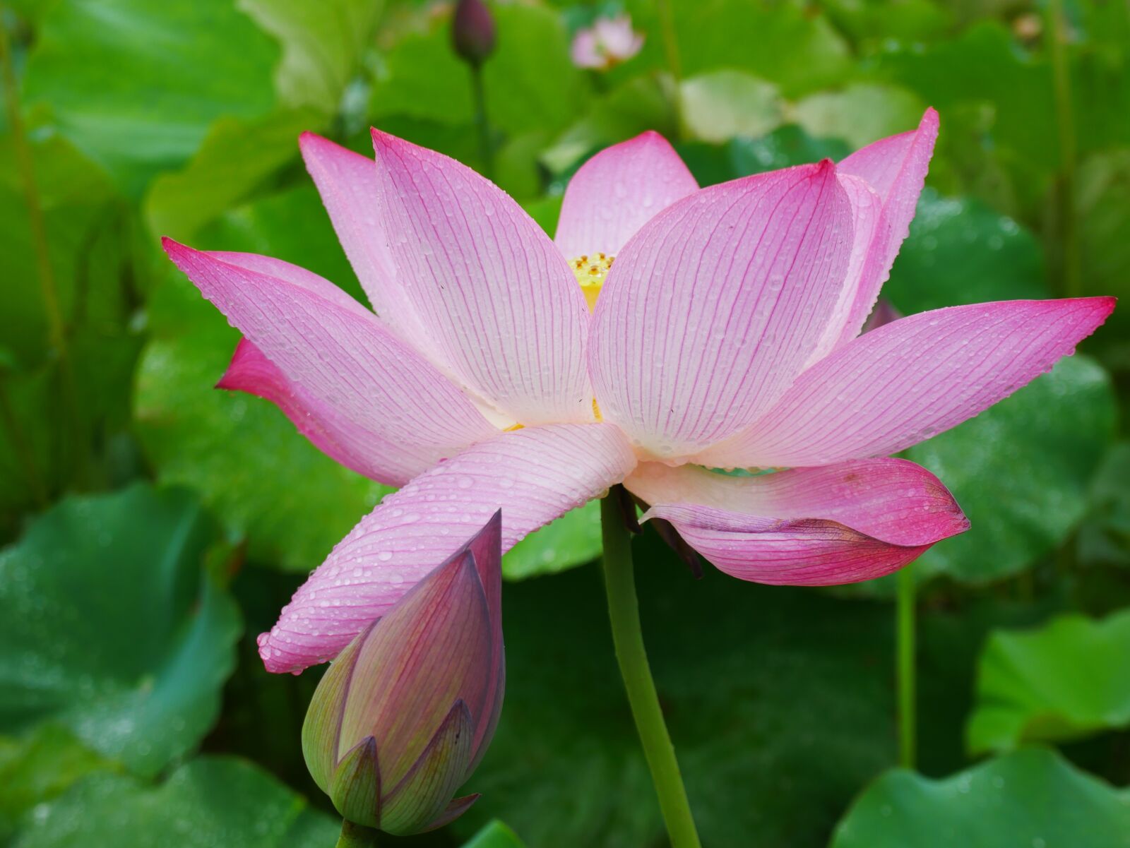 Panasonic Lumix DMC-GX85 (Lumix DMC-GX80 / Lumix DMC-GX7 Mark II) sample photo. Plant, lotus, rain photography