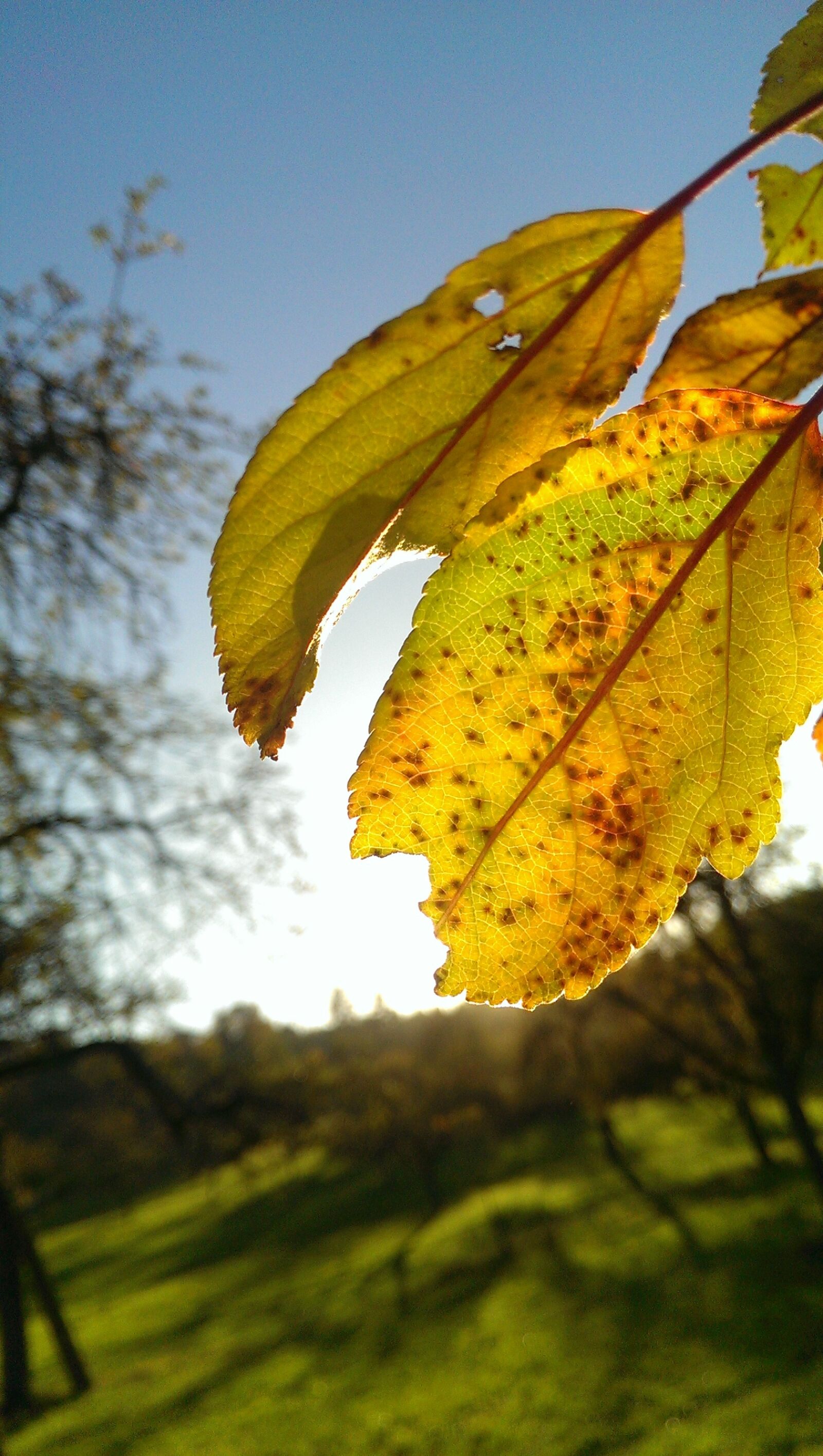 HTC ONE sample photo. Autumn, backlighting, leaf photography