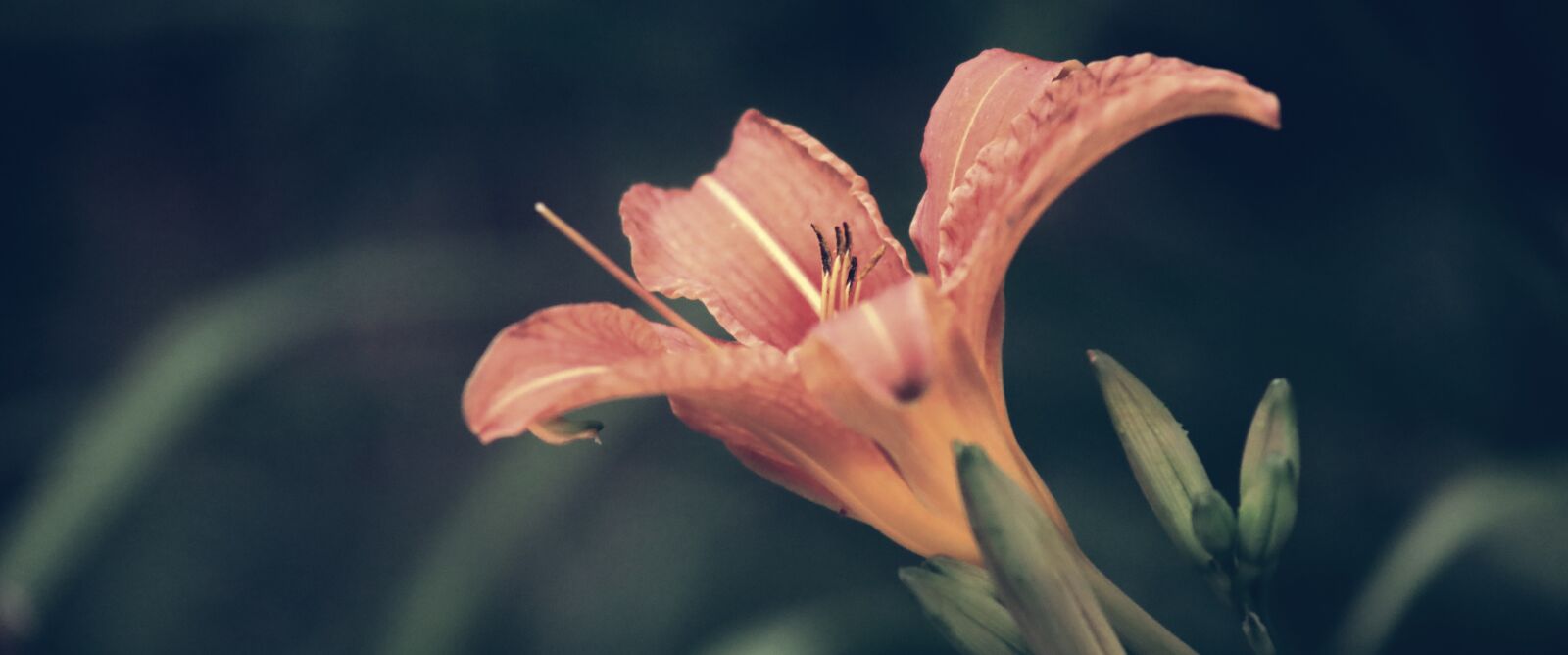 Canon EOS RP sample photo. Cinematic, flower, lily photography