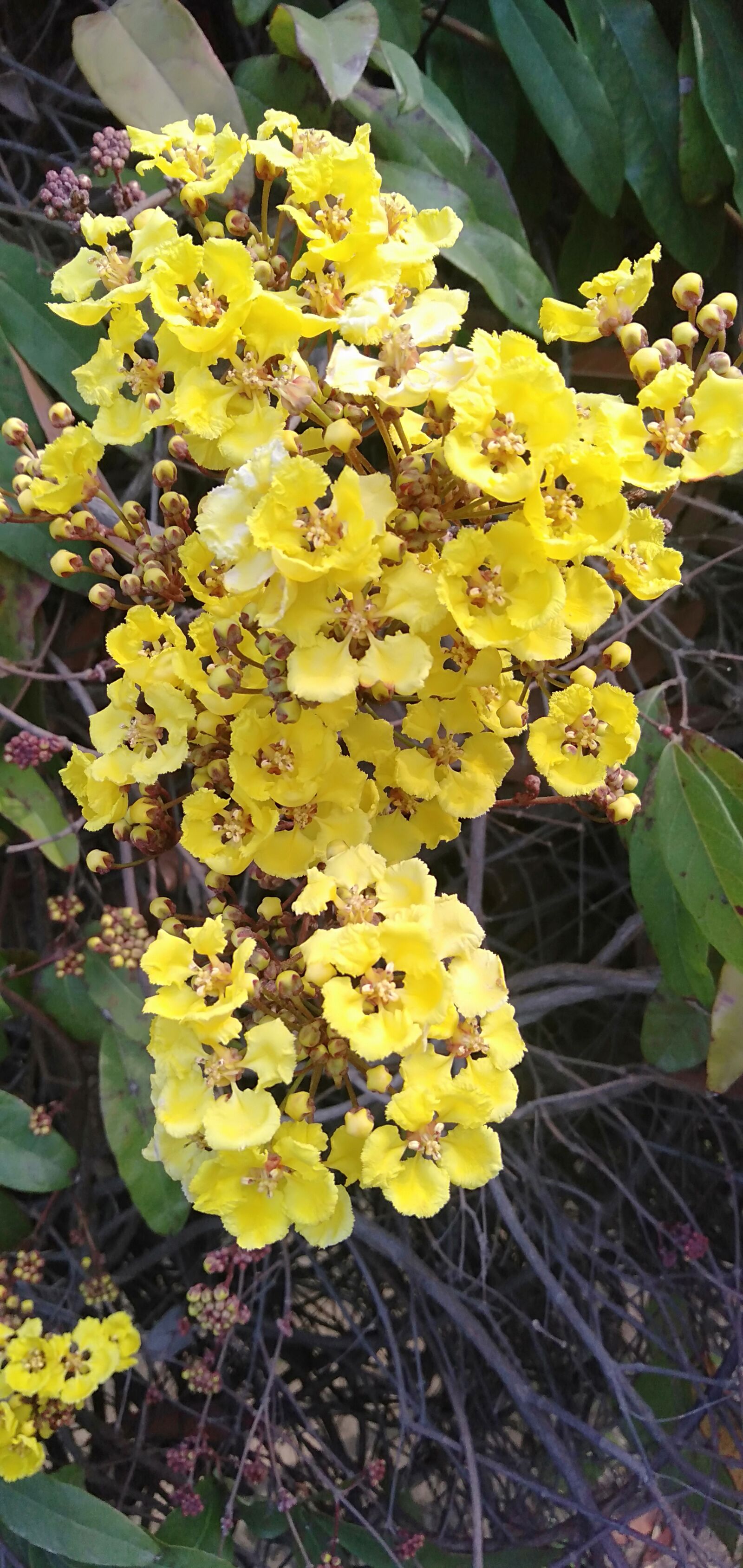 OPPO A3S sample photo. Natural, yellow flower, bees photography