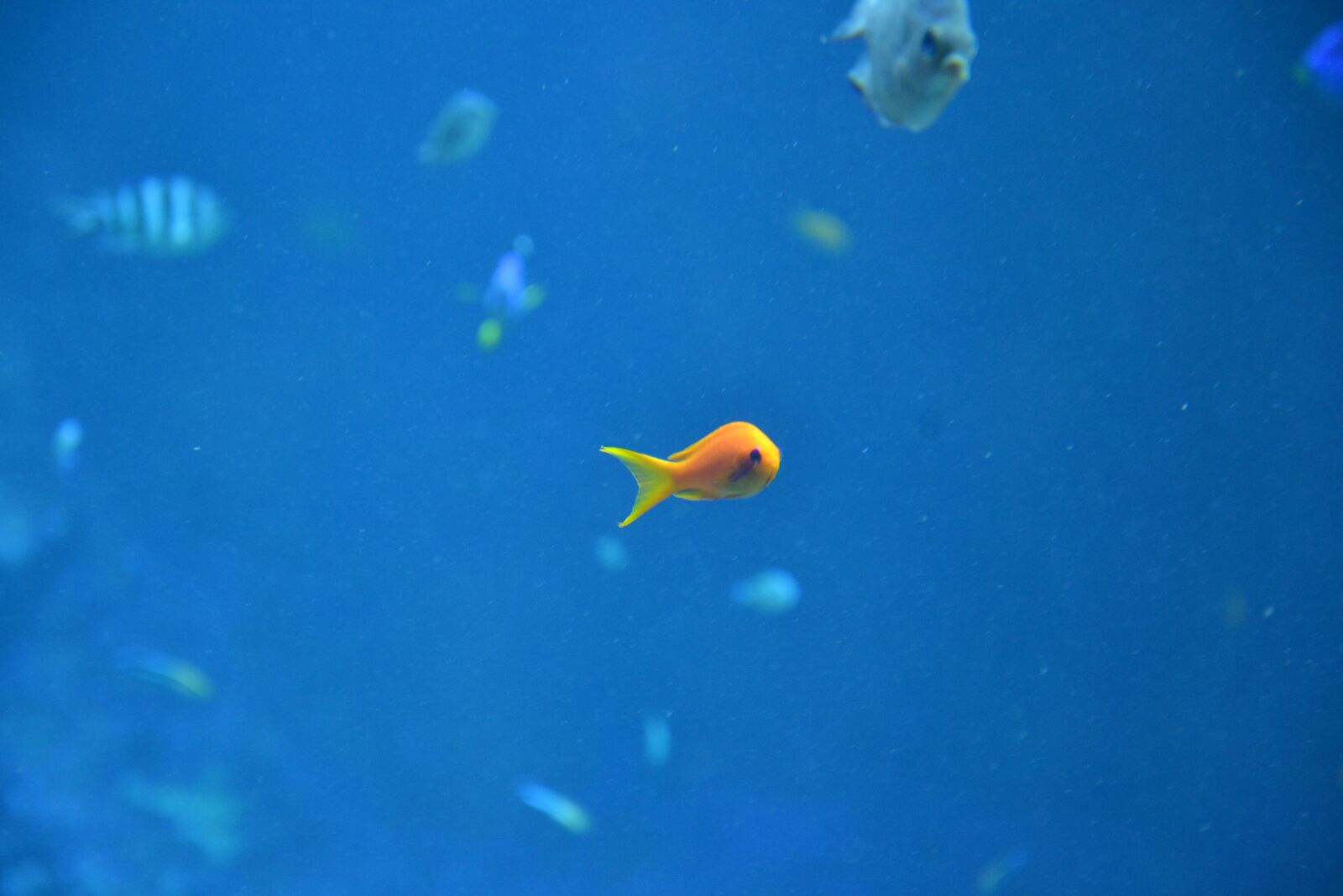 Nikon D3100 sample photo. Fish, dory, water photography