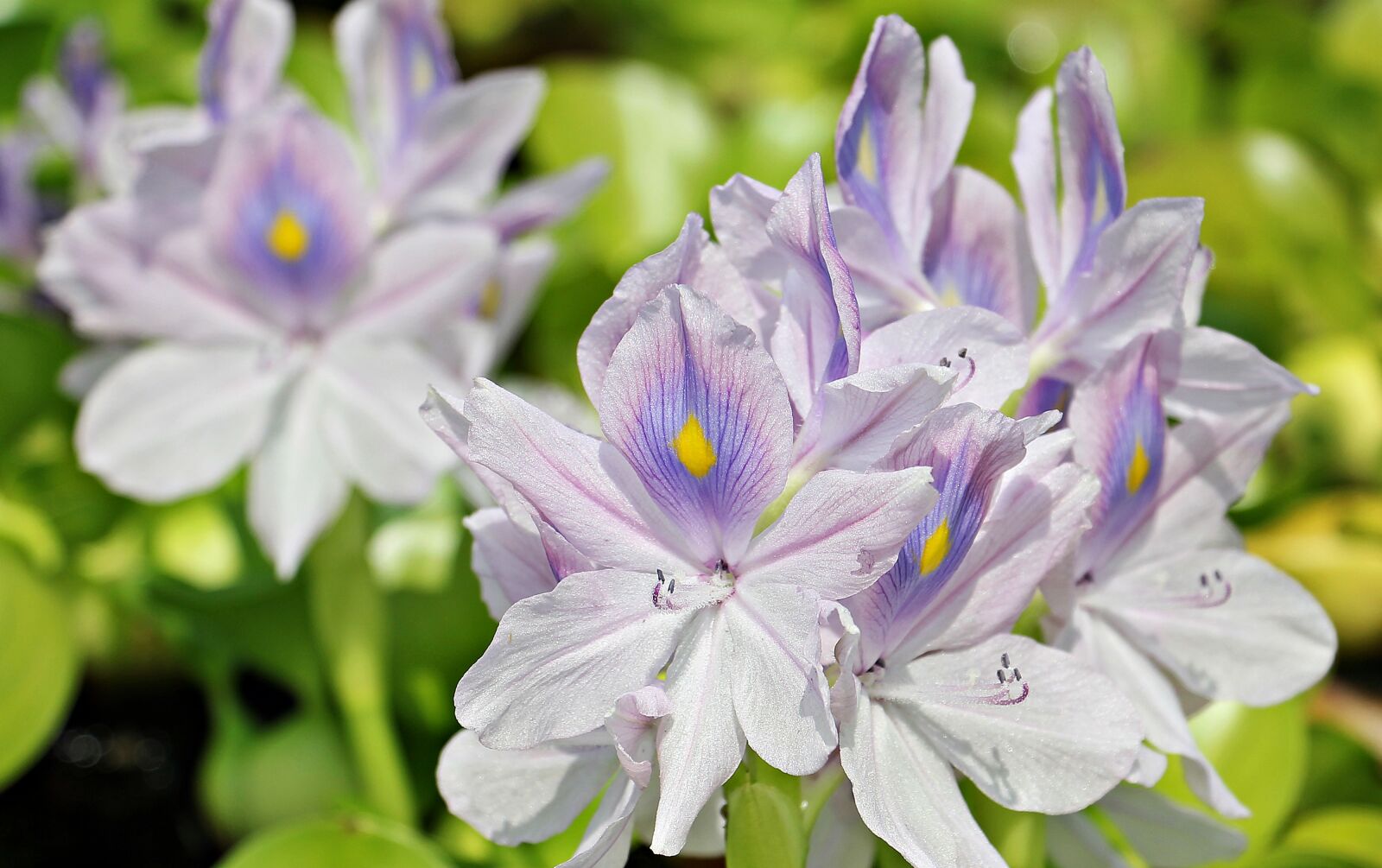 Canon EOS 550D (EOS Rebel T2i / EOS Kiss X4) sample photo. Water hyacinth, flowers, nature photography
