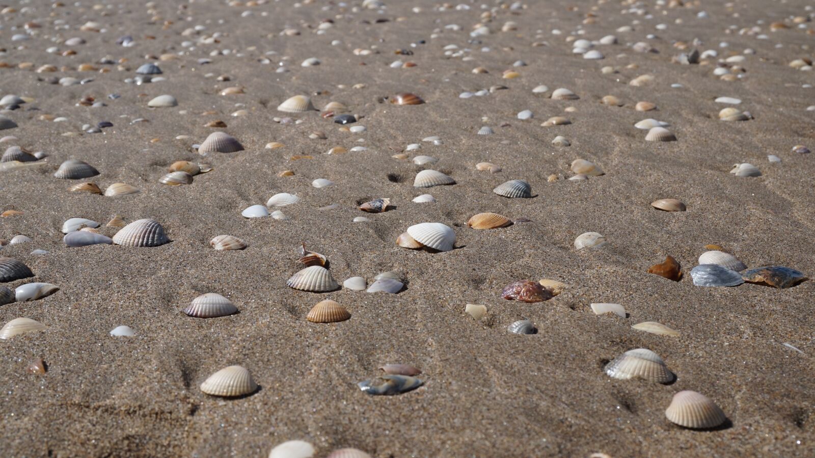 Sony Alpha a5000 (ILCE 5000) sample photo. Sand, beach, costa photography