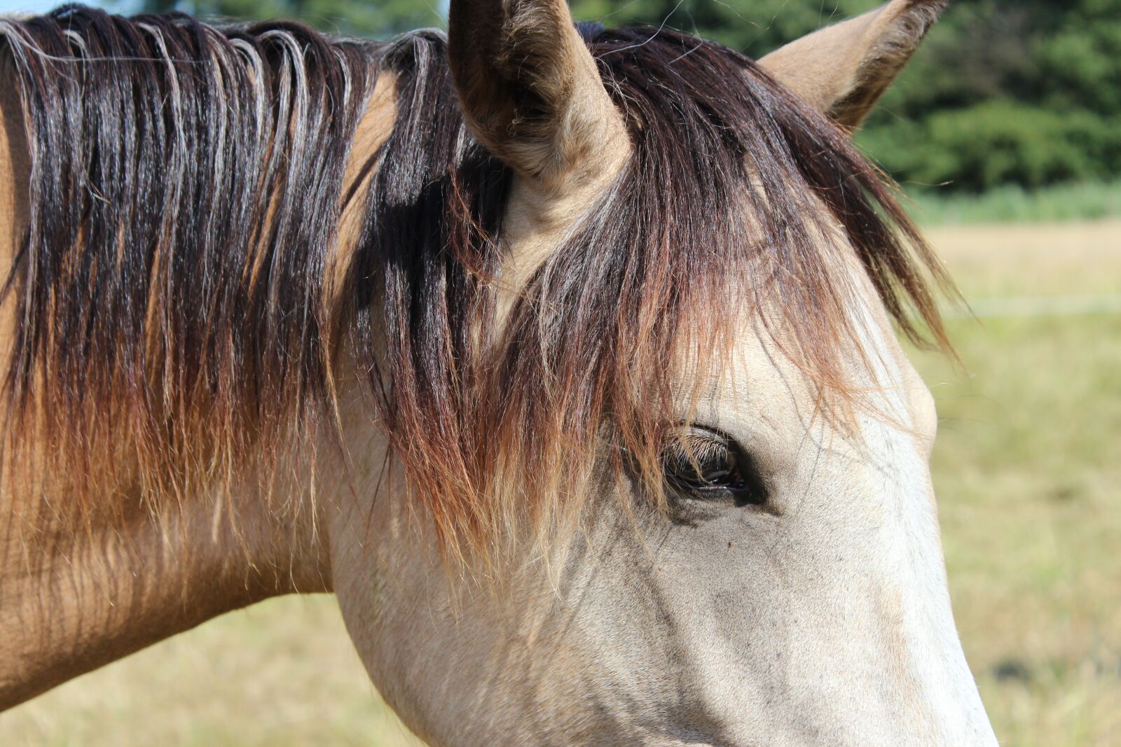 Canon EOS 600D (Rebel EOS T3i / EOS Kiss X5) sample photo. Horse, pony, foal photography