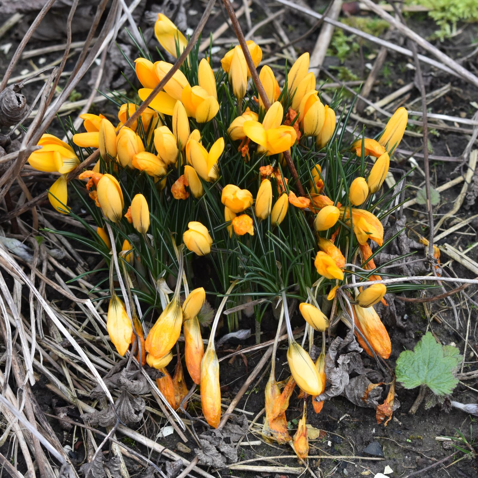 Nikon D7200 sample photo. Flower, crocus, spring photography