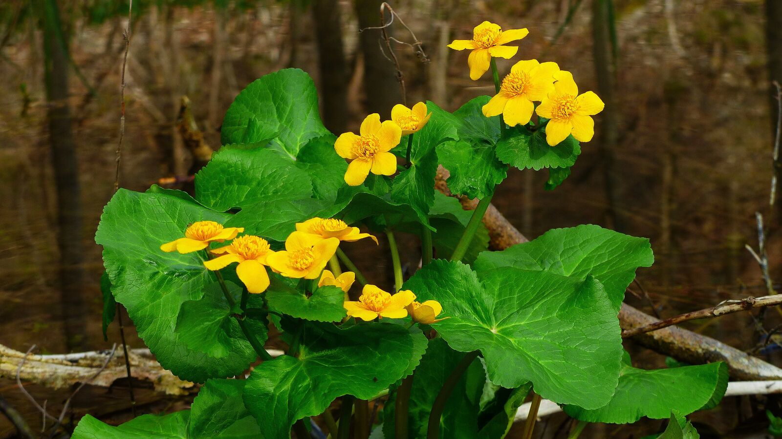 Panasonic Lumix DMC-FZ200 sample photo. Caltha palustris, flower, yellow photography