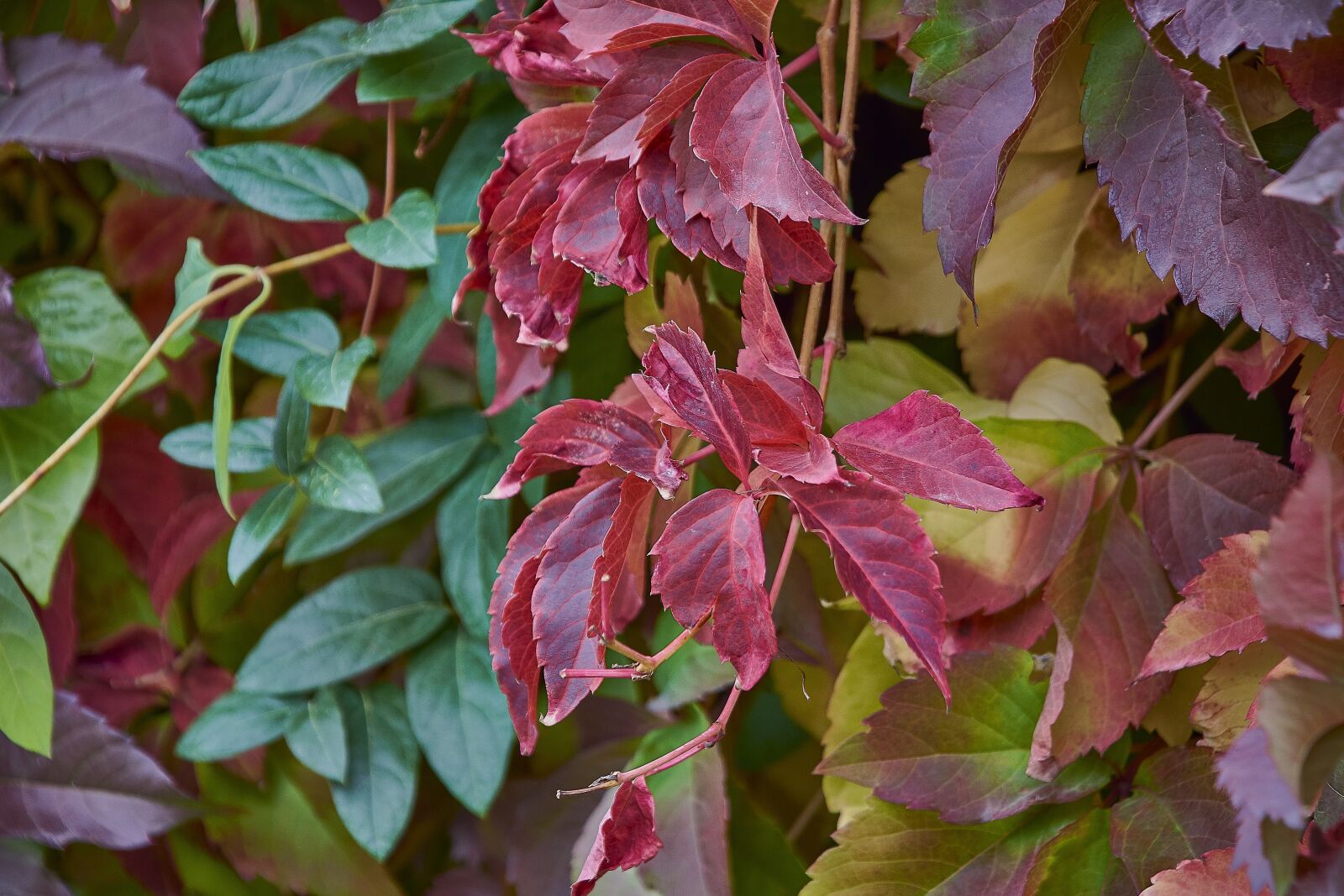 Nikon D7200 sample photo. Autumn, red, forest photography