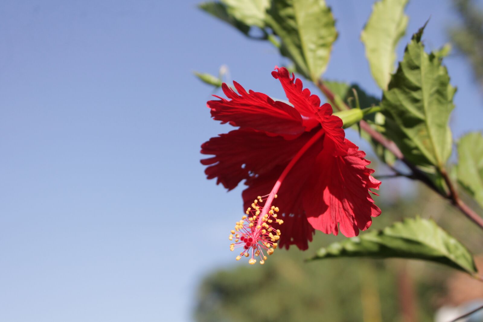 Canon EOS 1100D (EOS Rebel T3 / EOS Kiss X50) sample photo. Hibiscus, flower, plant photography
