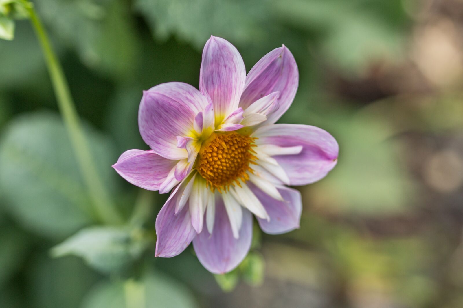 Canon EOS 70D sample photo. Dahlia hortensis, dahlia, neck photography