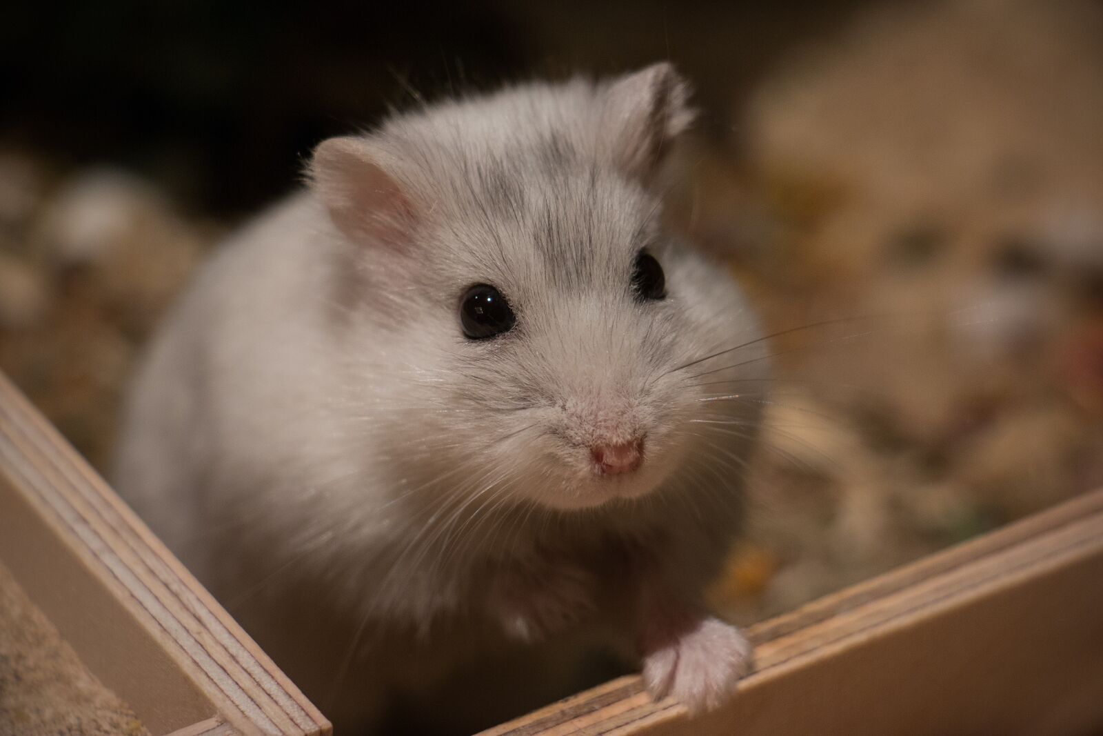 Canon EOS 70D sample photo. Cute, small, mammal photography