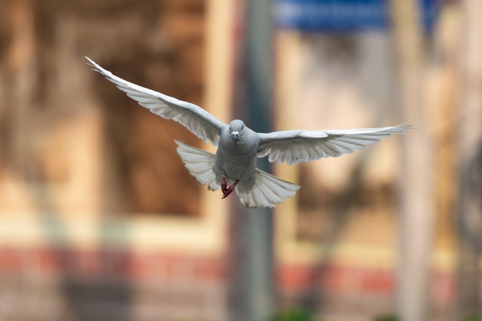 Nikon D7100 sample photo. Bird, animal, flying photography