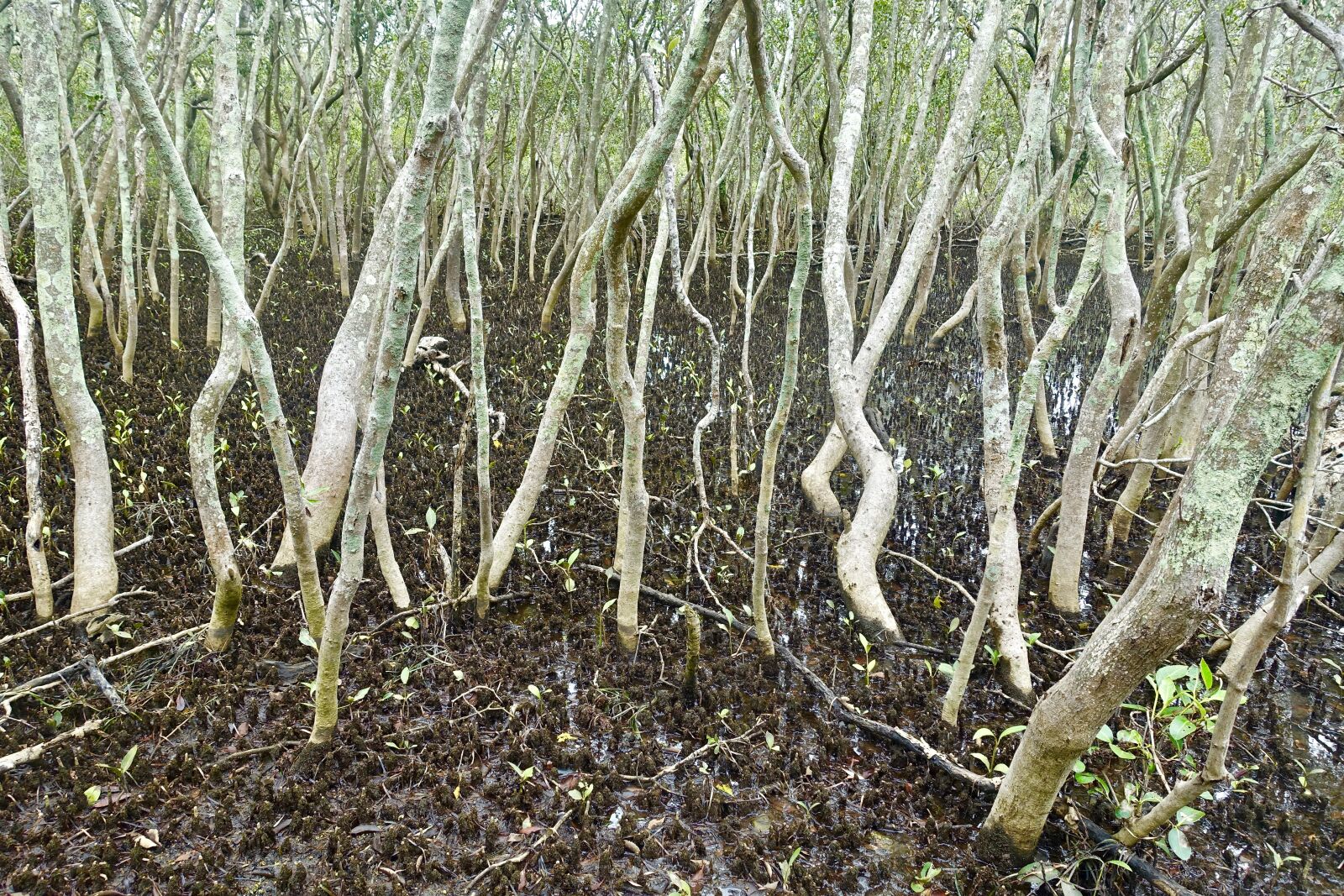 Sony Cyber-shot DSC-RX100 III sample photo. Mangrove, swamp, watery photography