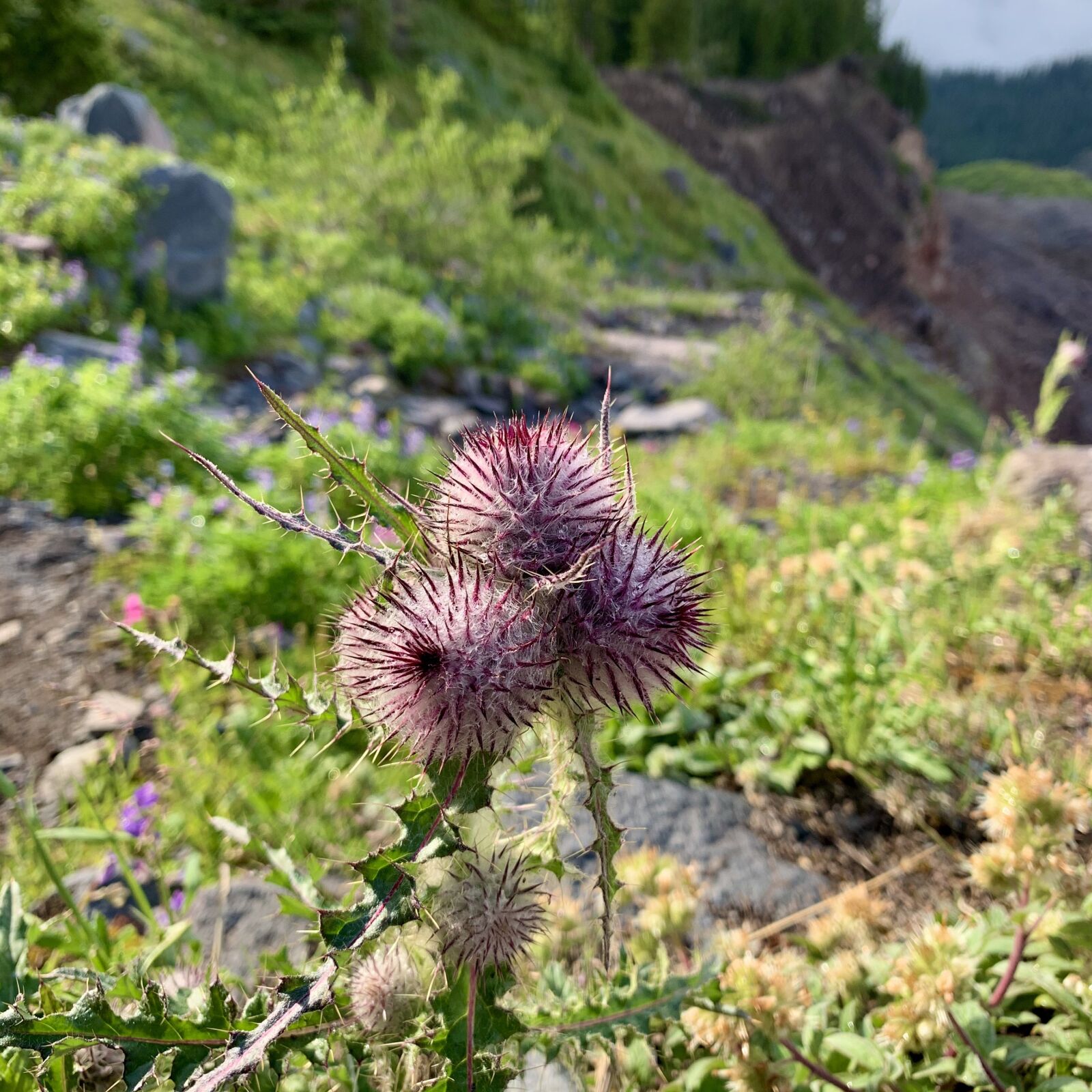 iPhone XR back camera 4.25mm f/1.8 sample photo. Thistle, pnw wildflower, alpine photography