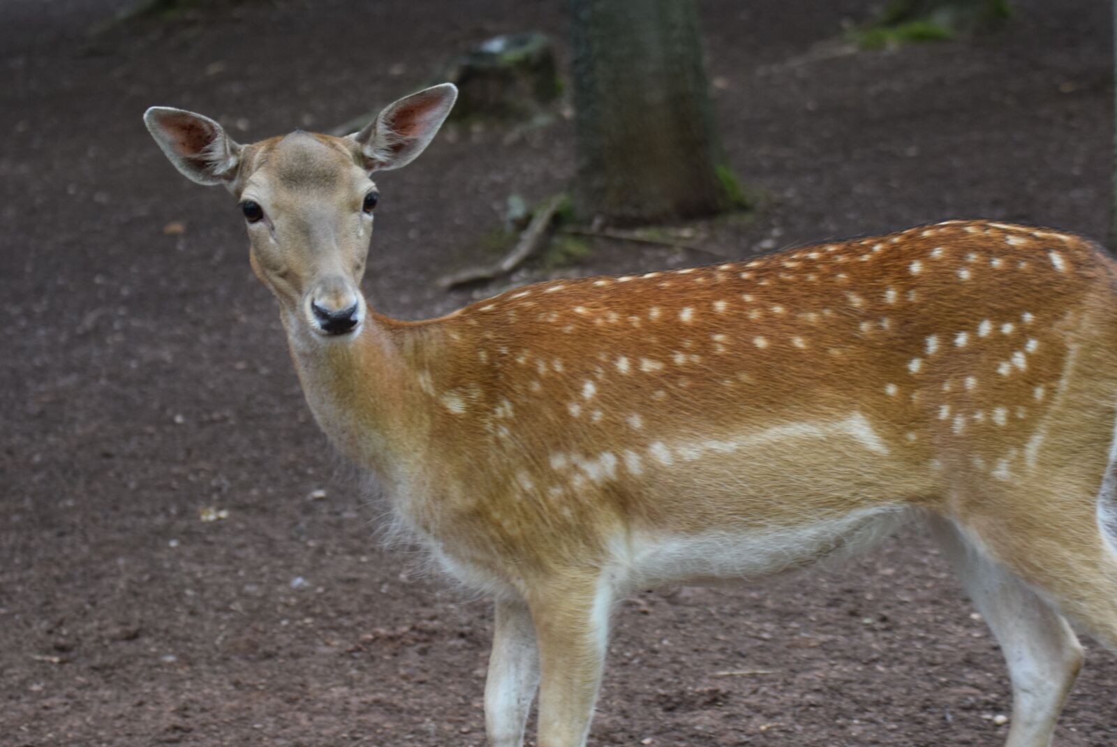 Nikon D3300 sample photo. Roe deer, animals, wild photography