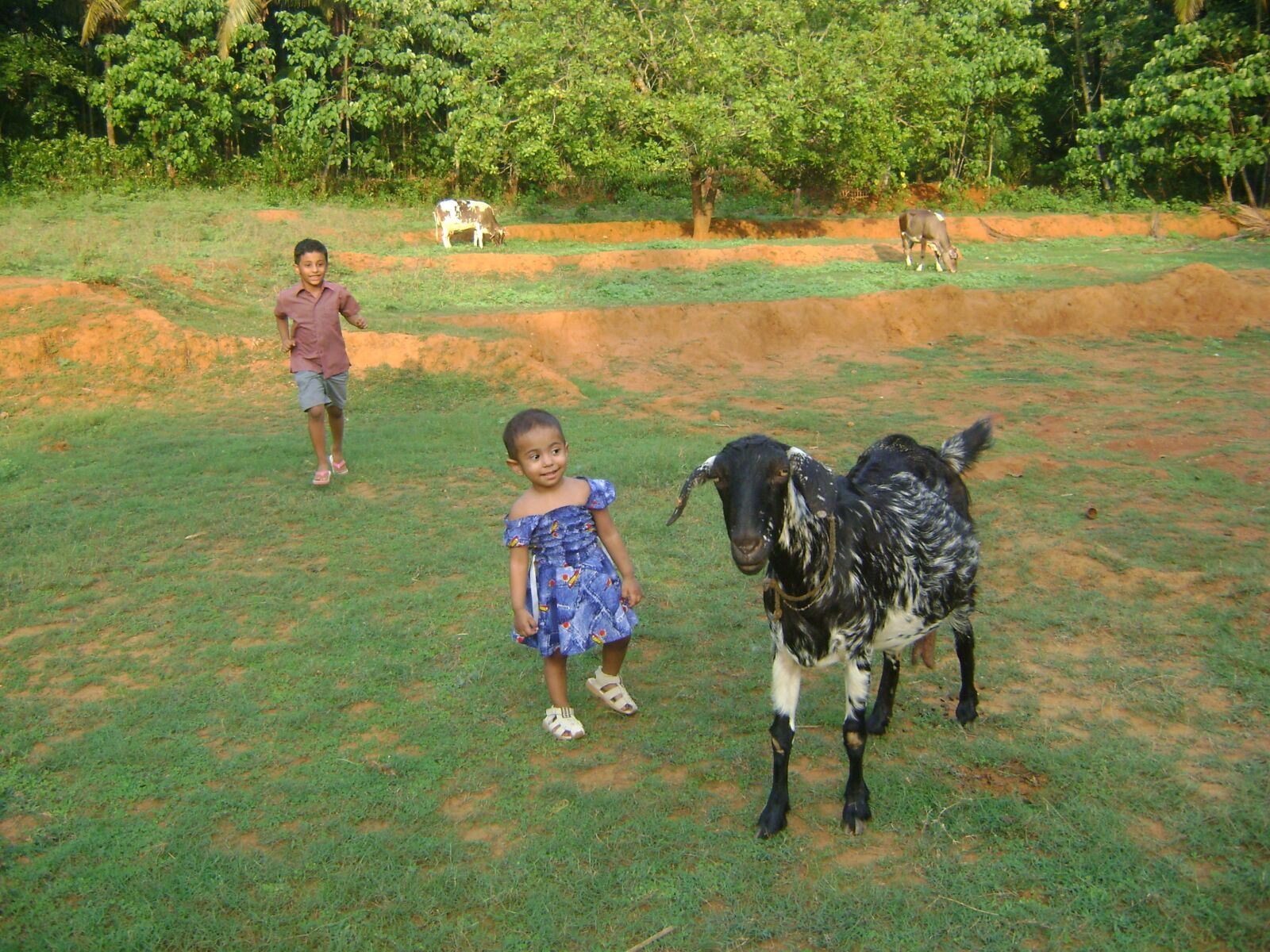 Sony DSC-S730 sample photo. Kids, goat, village photography