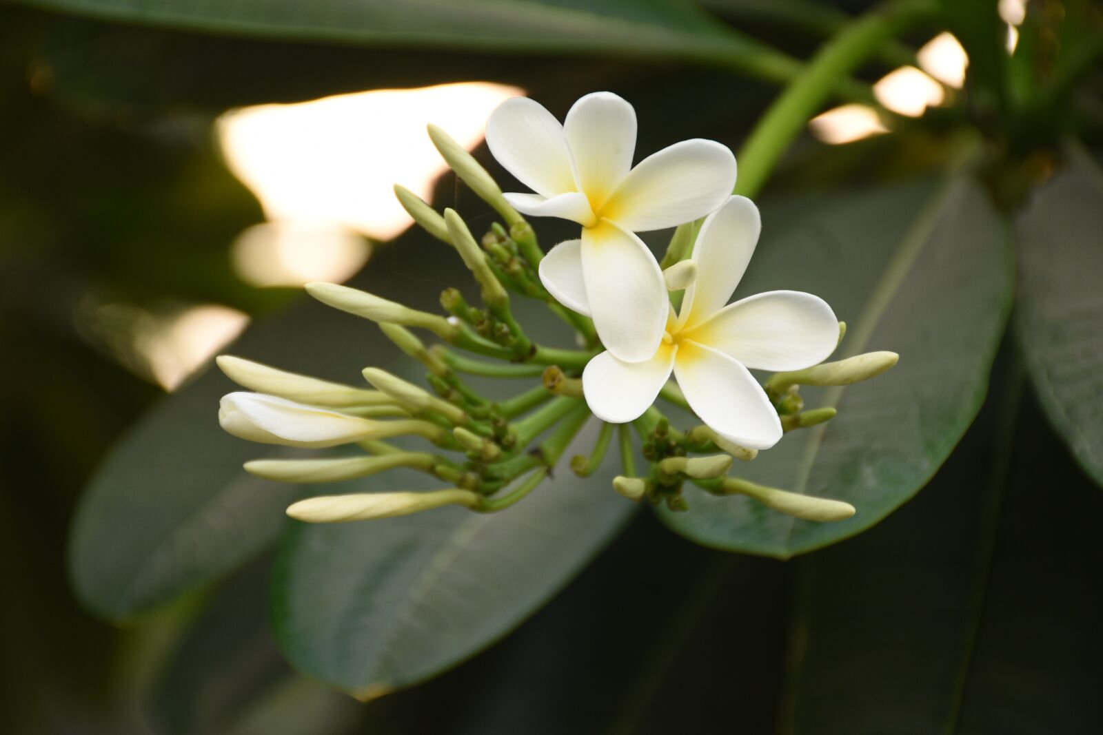 Nikon D5600 sample photo. Nature, plants, flowers photography