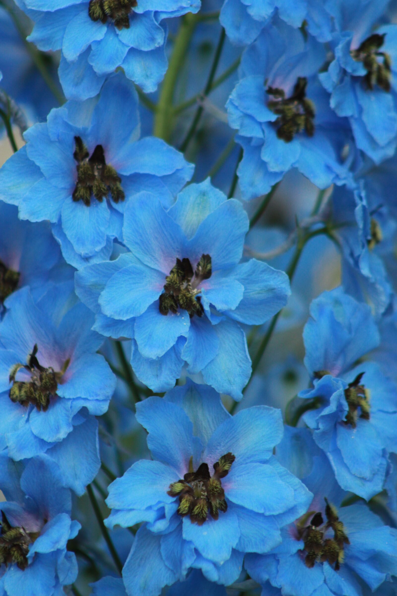 Canon EOS 550D (EOS Rebel T2i / EOS Kiss X4) sample photo. Blue, flower, nature photography