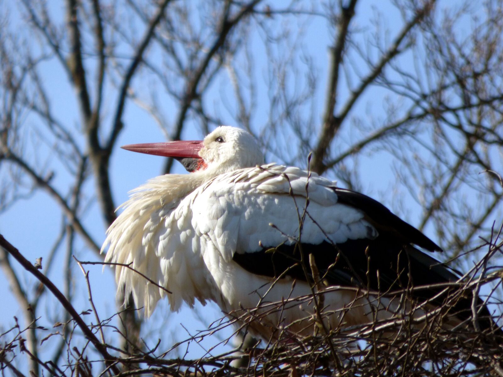 Panasonic DMC-FZ72 sample photo. Stork, bird, nature photography
