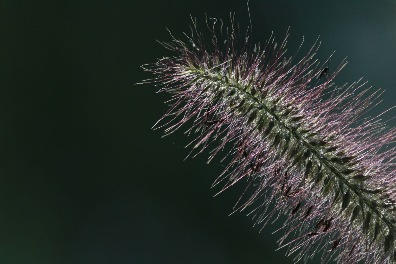 Canon EOS 70D sample photo. Fine, hairs, alpine plant photography