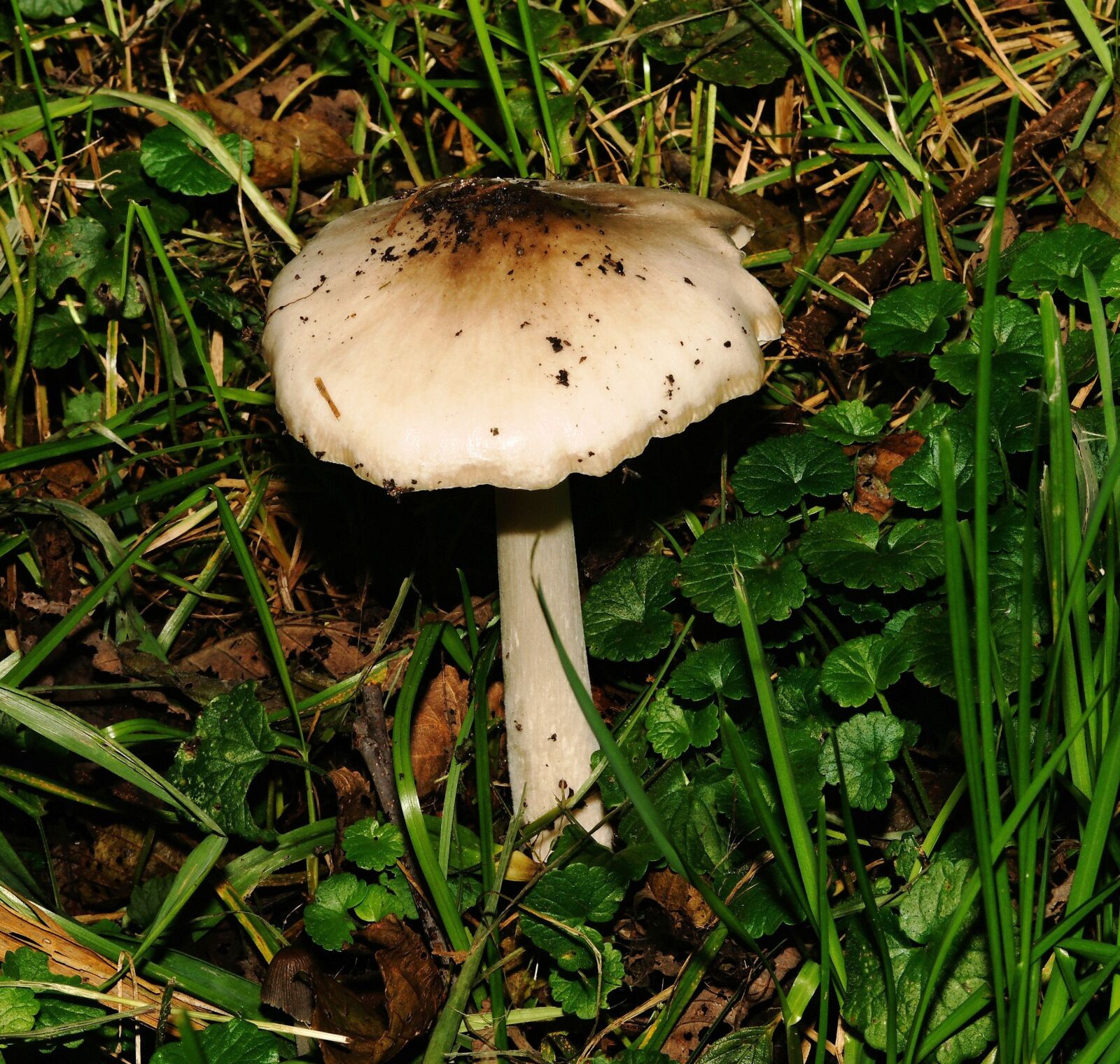 Sony Alpha DSLR-A850 sample photo. Mushroom, ground, meadow photography
