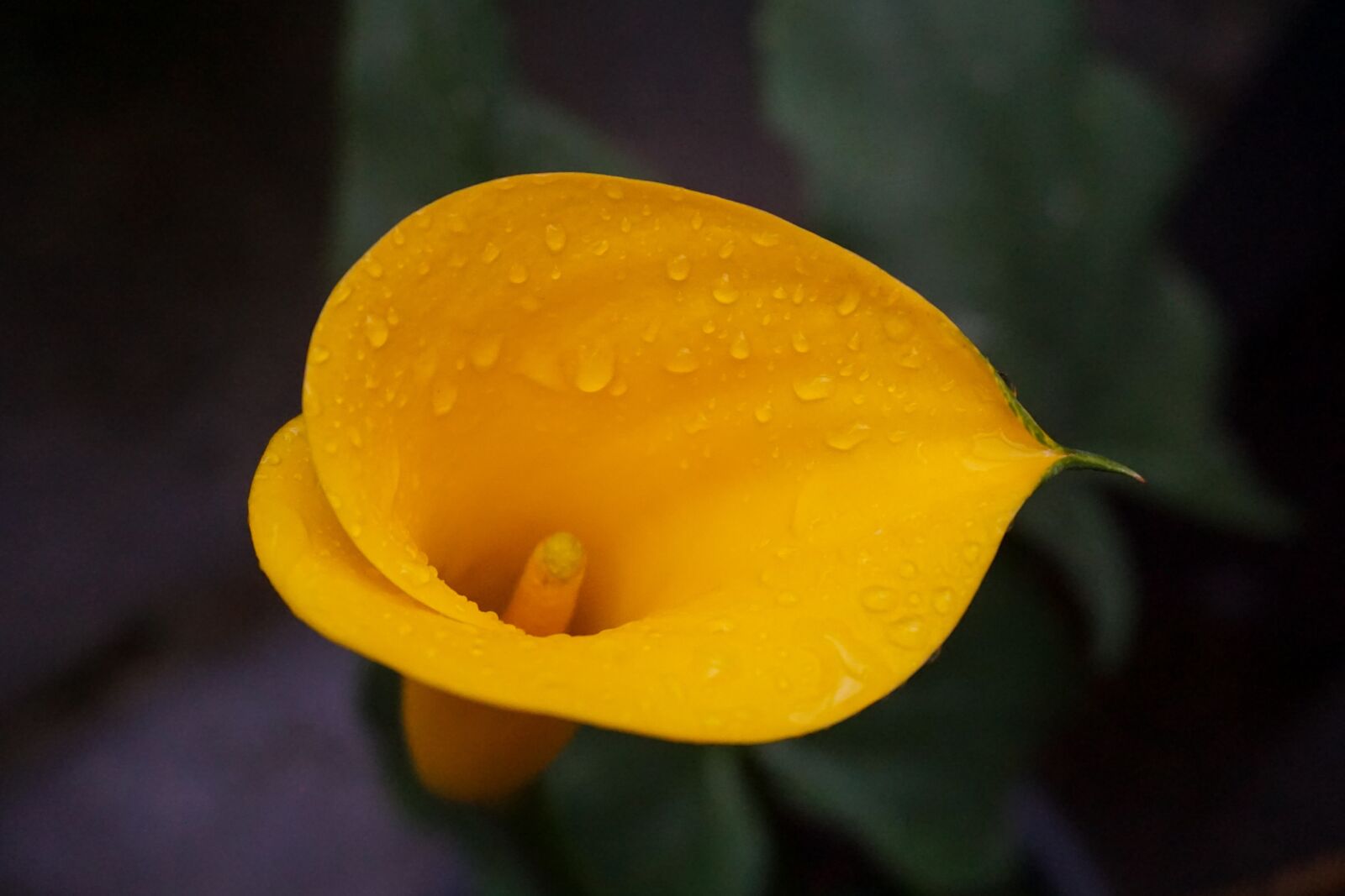 Sony E 16-50mm F3.5-5.6 PZ OSS sample photo. Calla, flower, blossom photography