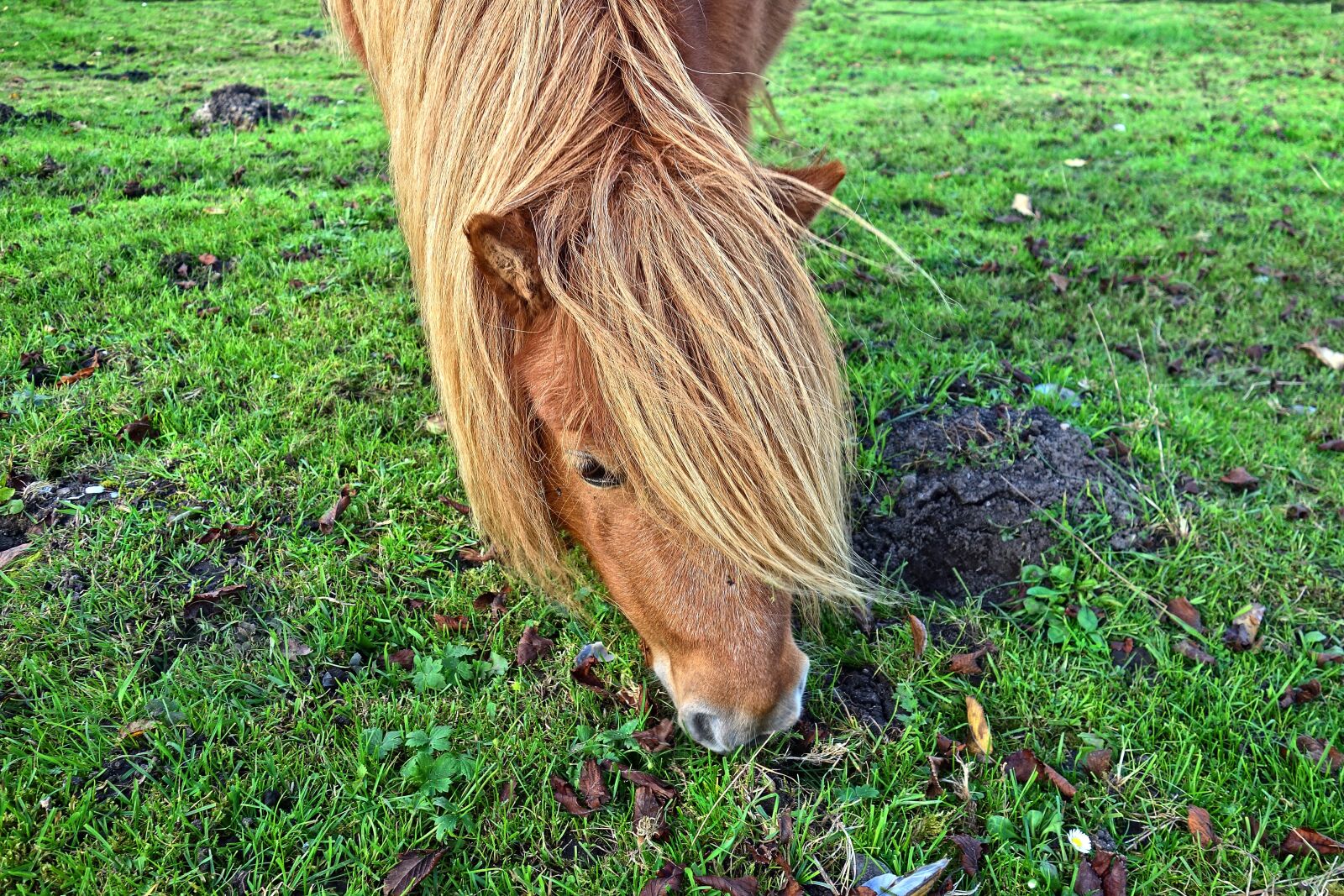 Sony Cyber-shot DSC-RX100 sample photo. Shetland pony, pony, shetland photography