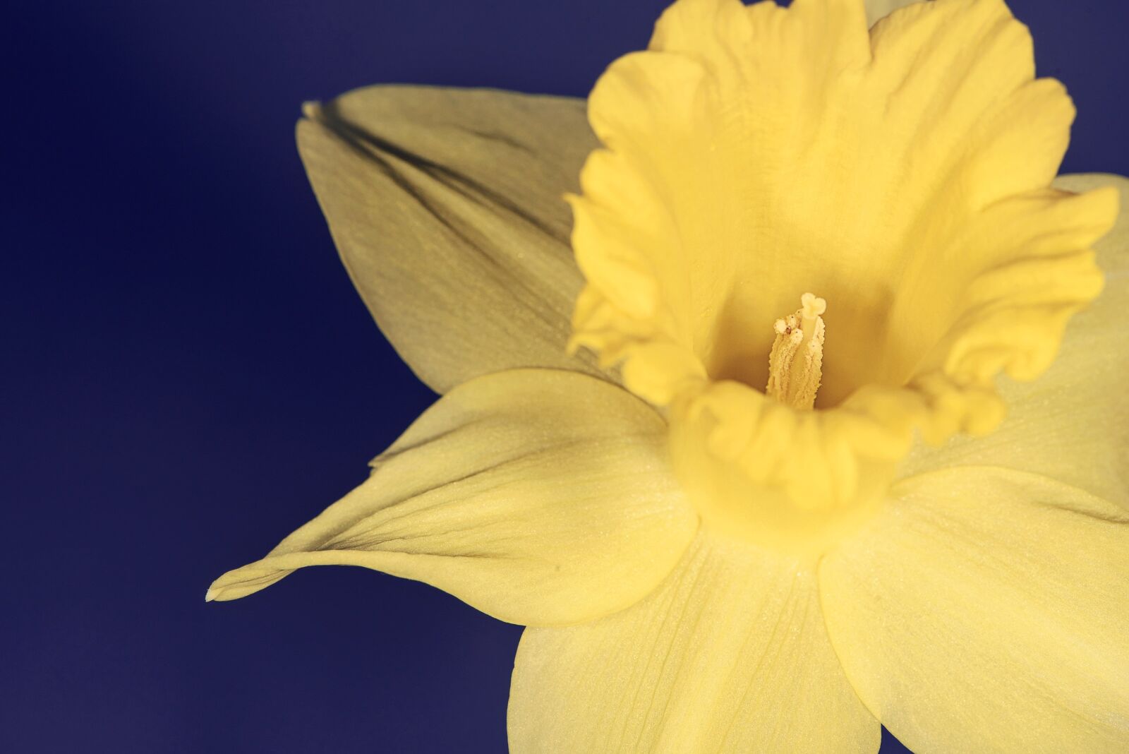 Nikon D750 sample photo. Narcissus, flower, blossom photography