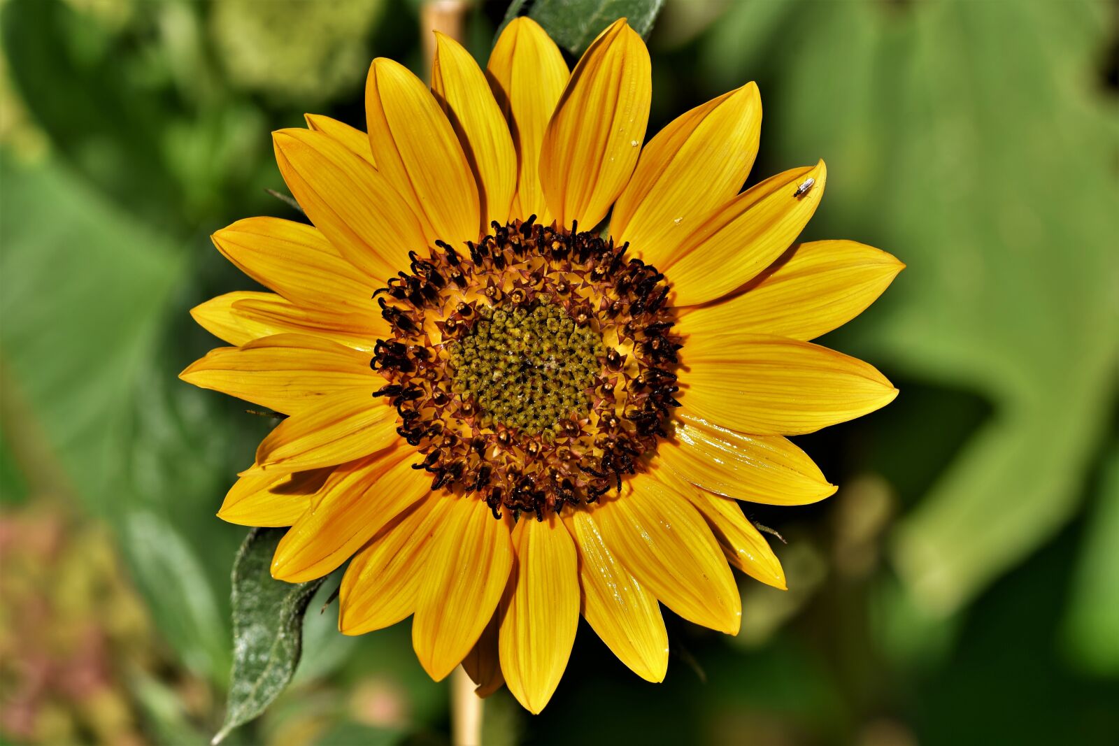 Nikon D7200 sample photo. Sunflower, blossom, bloom photography