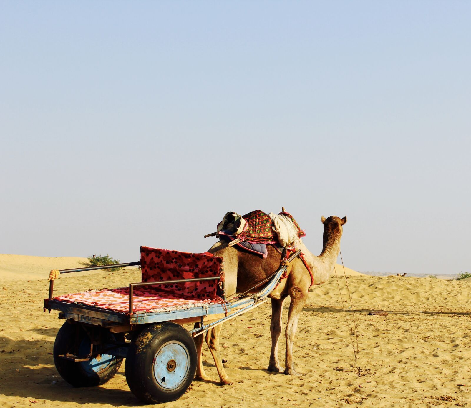 Canon EOS 1200D (EOS Rebel T5 / EOS Kiss X70 / EOS Hi) sample photo. Camel, desert, horizon, india photography