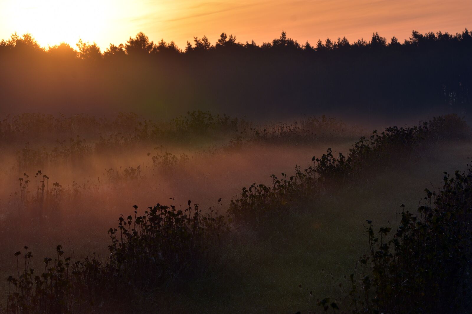 Nikon D3400 sample photo. Field, fog, morning photography