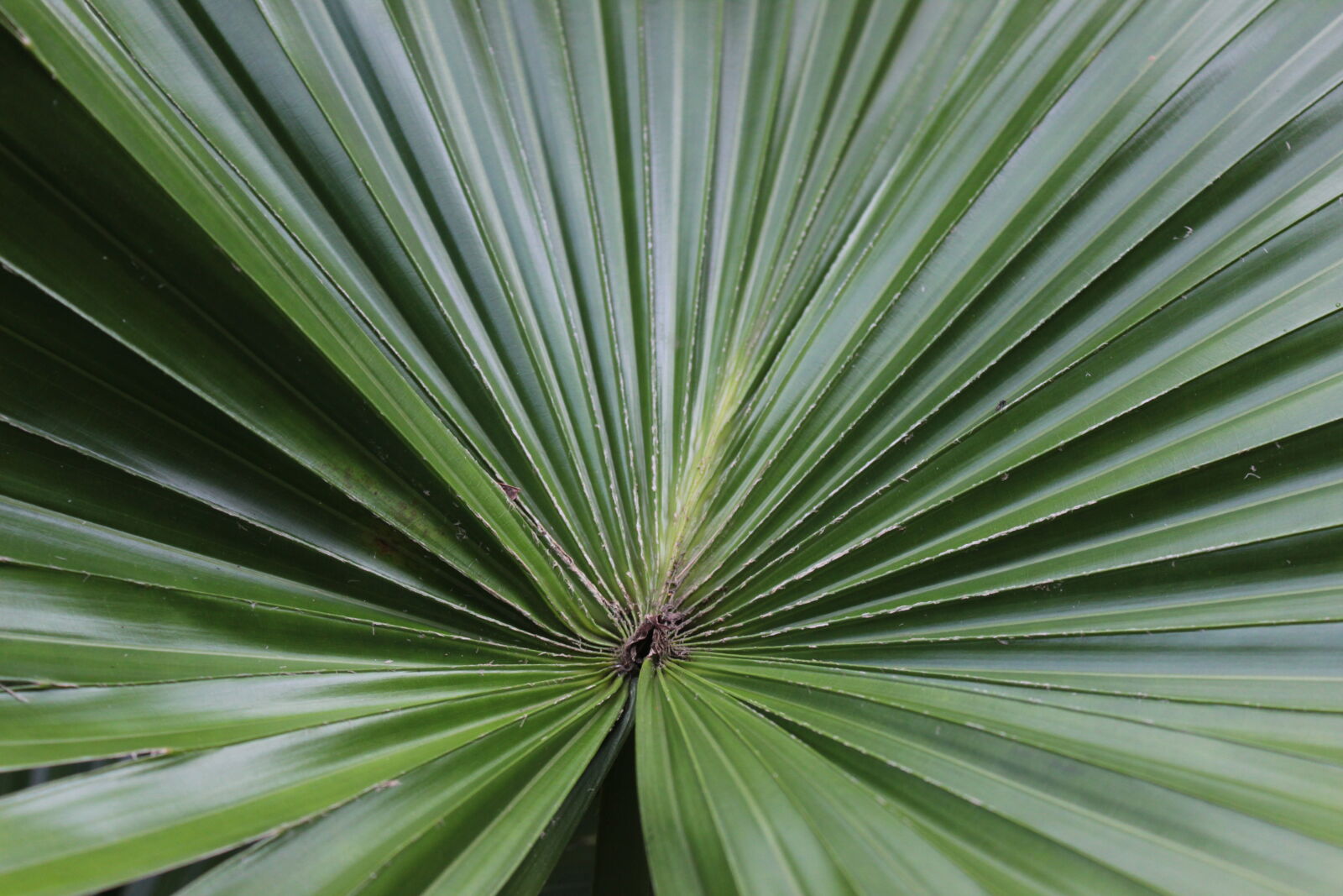 Canon EOS 600D (Rebel EOS T3i / EOS Kiss X5) sample photo. Dark, green, hiking, nature photography
