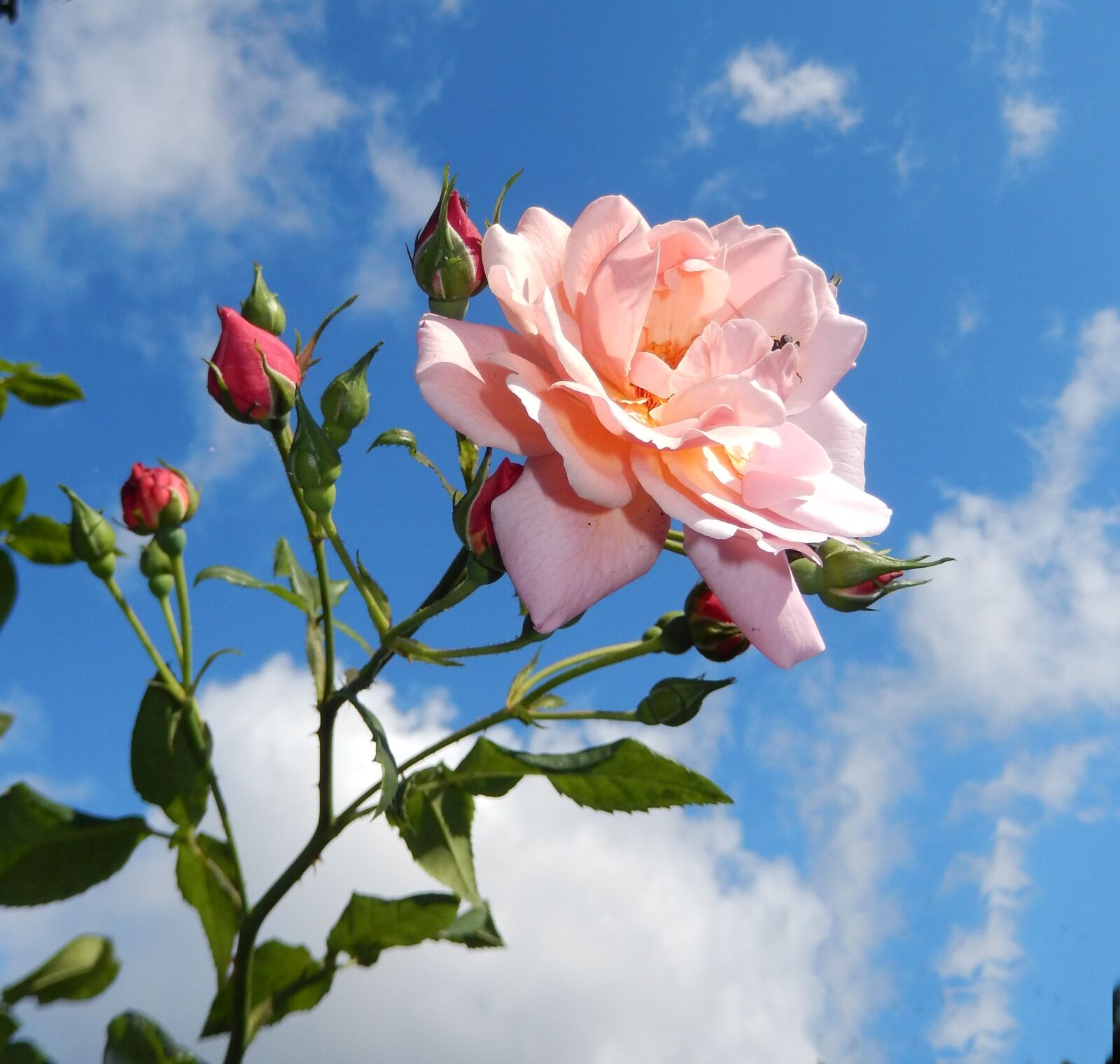 Nikon COOLPIX S9400 sample photo. Rose, garden, blossom photography