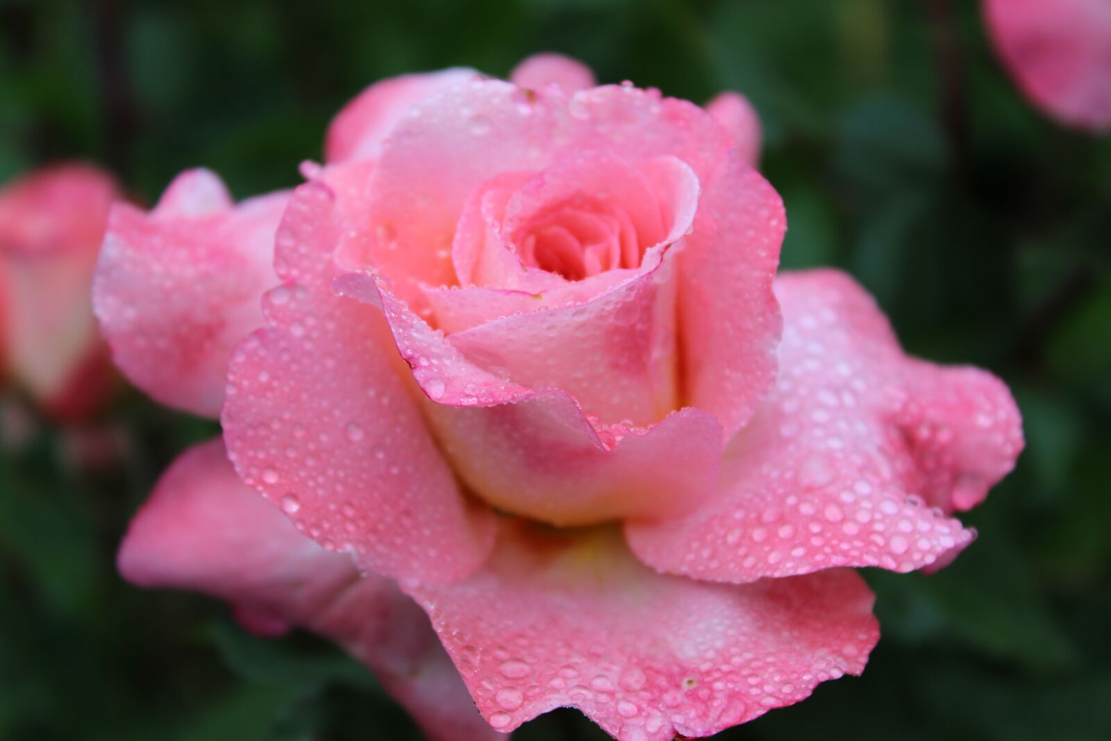 Canon EOS 1300D (EOS Rebel T6 / EOS Kiss X80) sample photo. Rasa rose, drip, pink photography