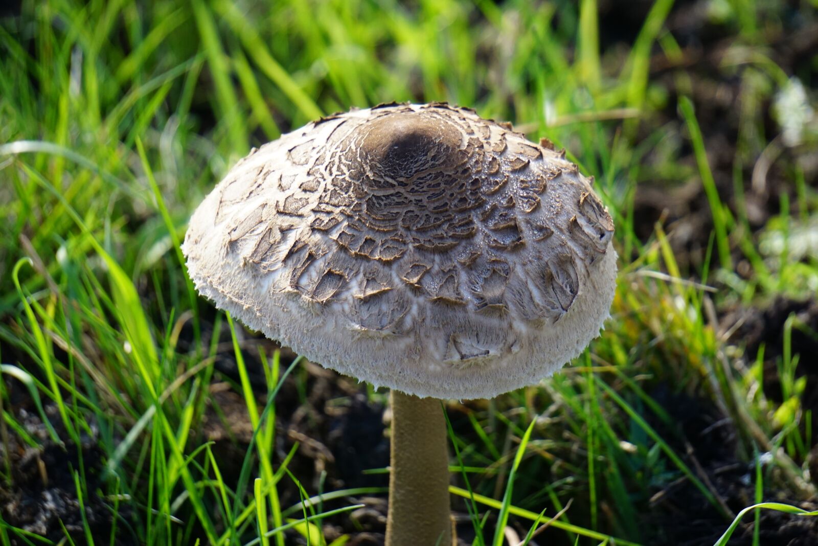 Sony a6000 sample photo. Mushroom, nature, meadow photography