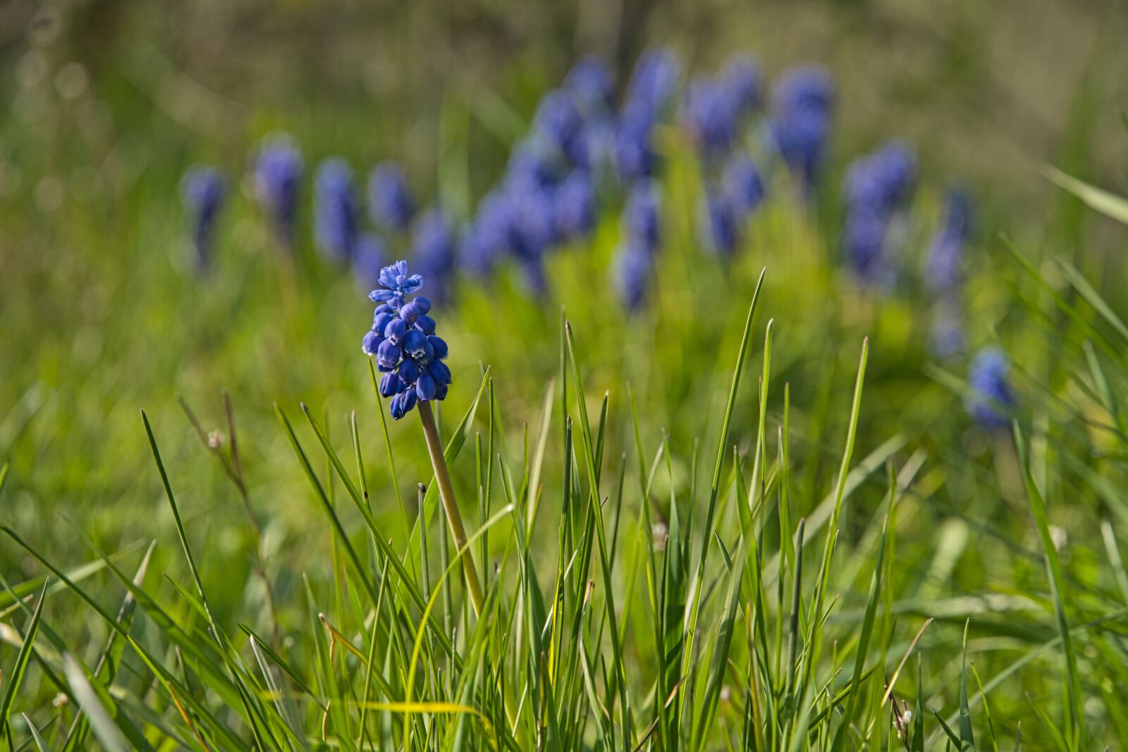 Sony a6400 sample photo. Hyacinth, spring, early bloomer photography