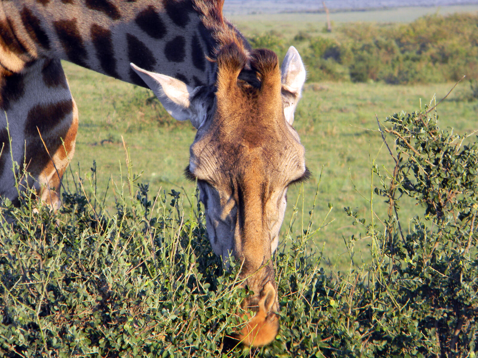 Nikon Coolpix L110 sample photo. Africa, giraffe, wild, animal photography