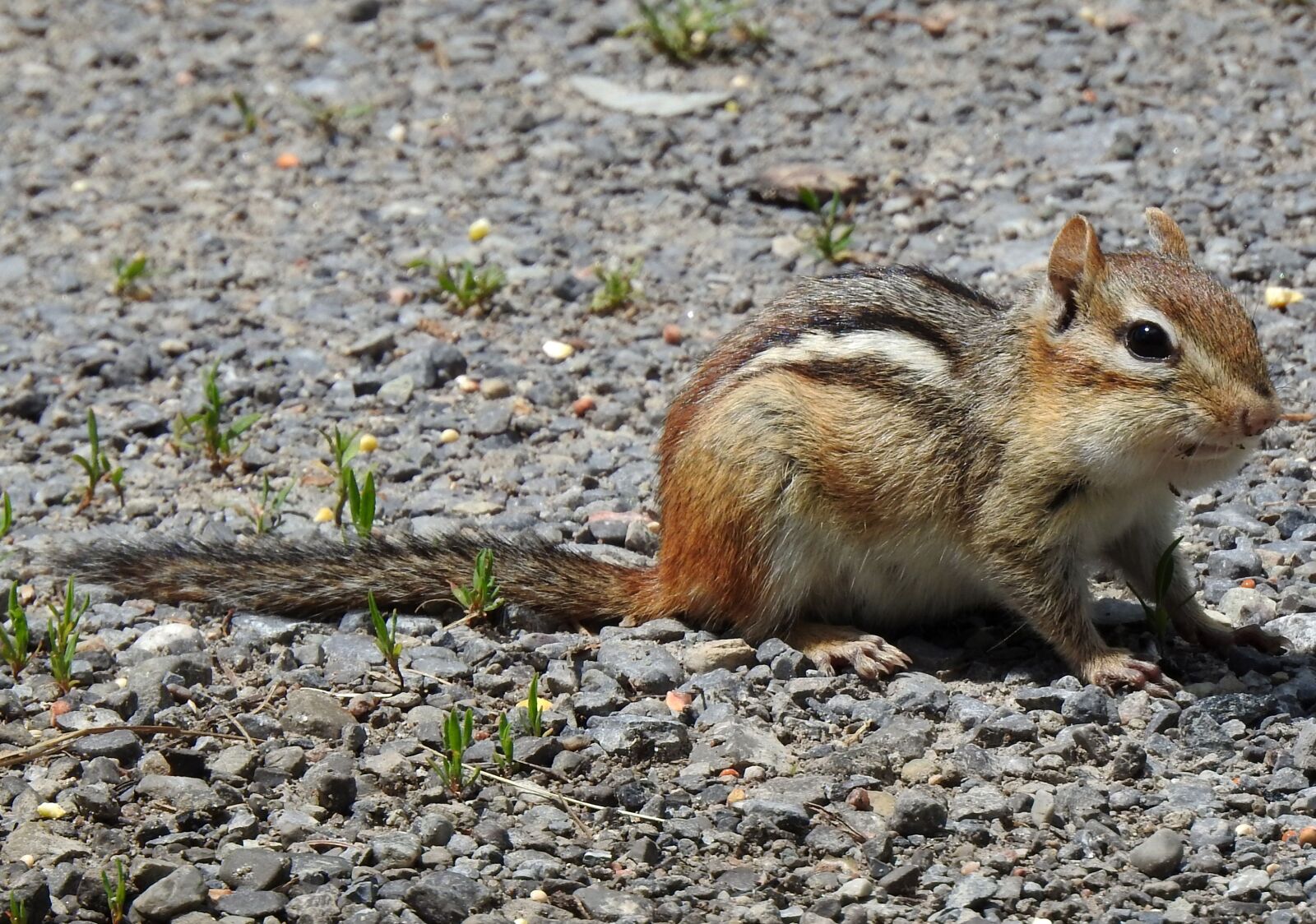 Nikon Coolpix P900 sample photo. Eastern chipmunk, chipping squirrel photography
