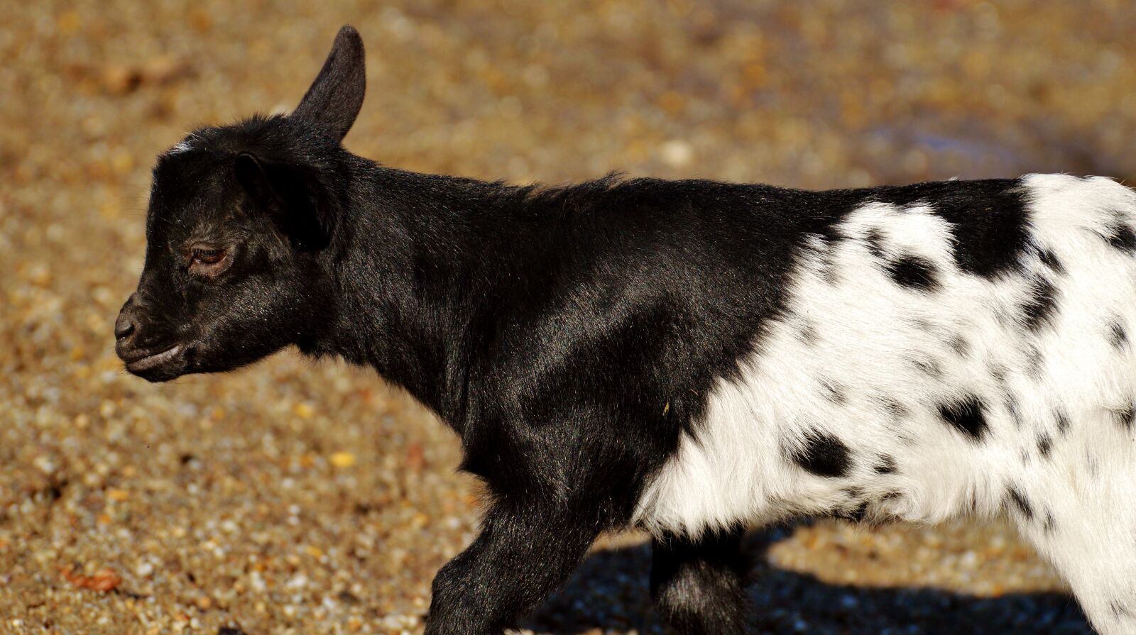 Nikon D3200 sample photo. Goats, young animals, playful photography