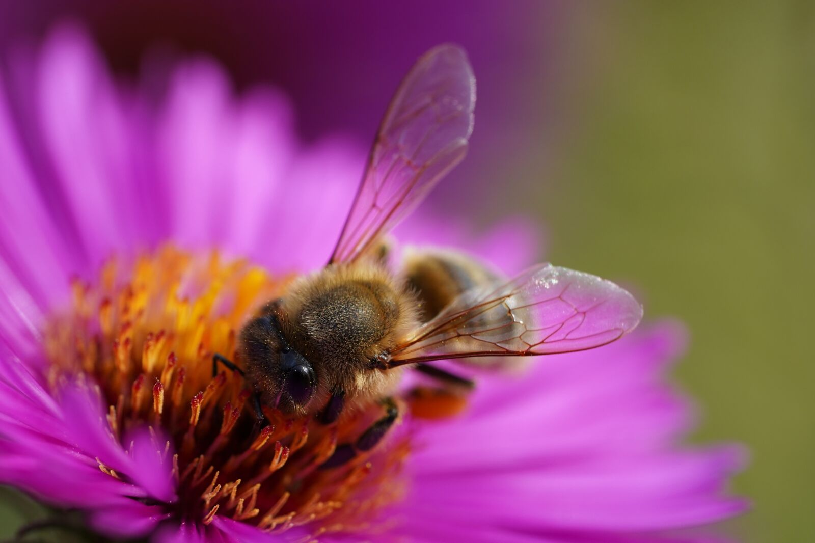 Sony FE 90mm F2.8 Macro G OSS sample photo. Bee, macro, nature photography