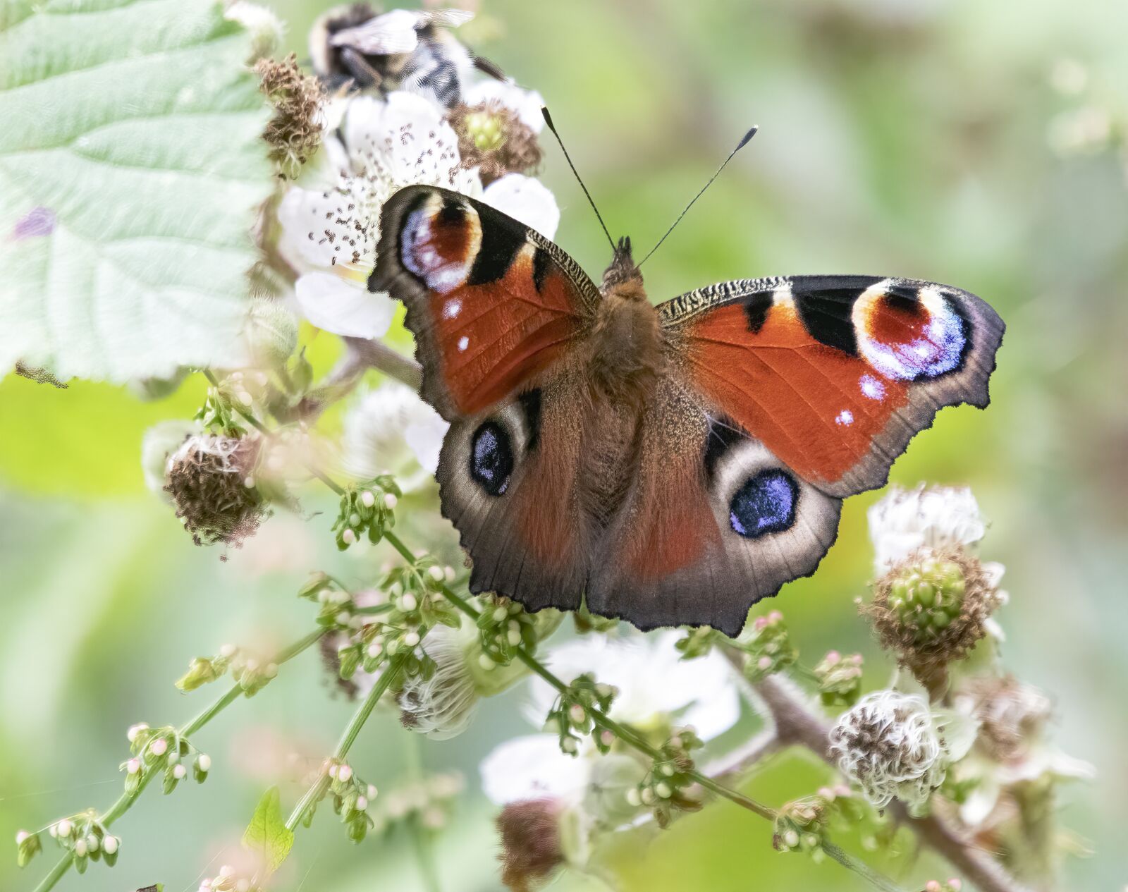 Sigma 100-400mm F5-6.3 DG OS HSM sample photo. Peacock-butterfly, wings, insect photography