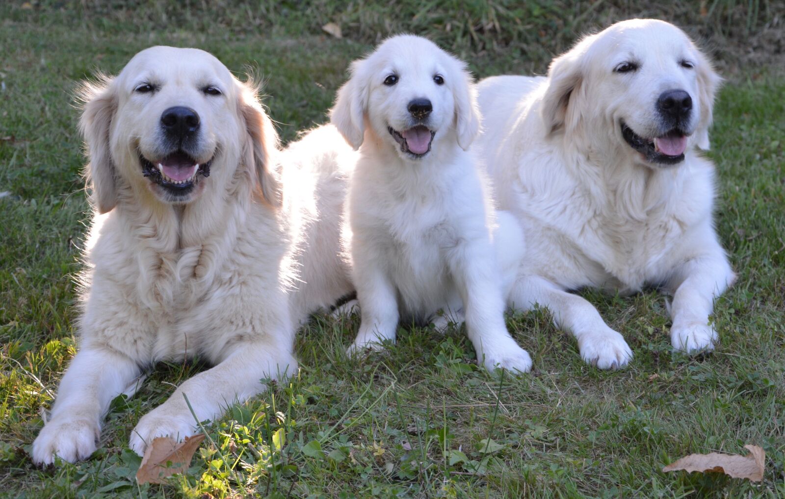 Nikon D5200 sample photo. Golden retriever, dogs, puppy photography